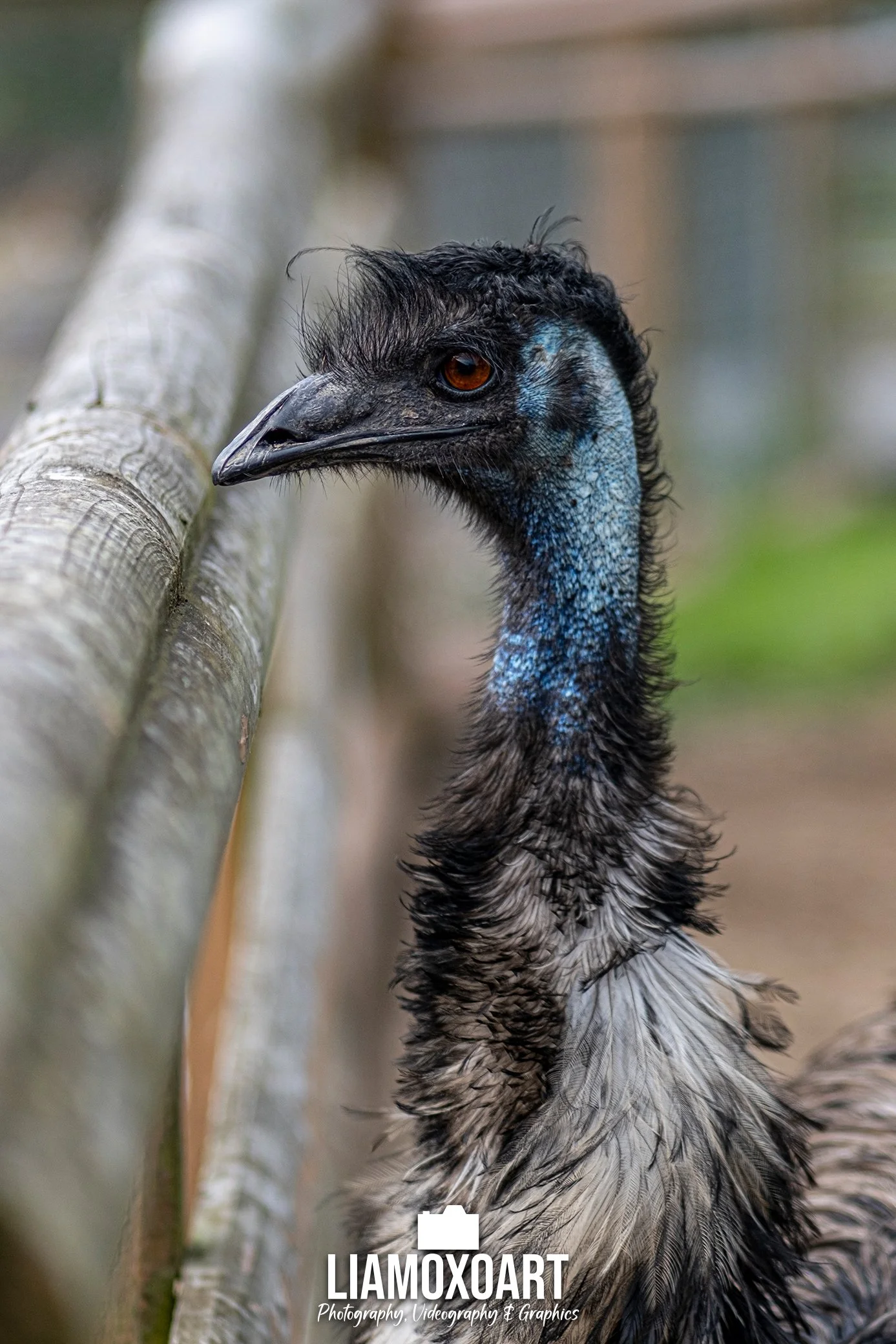 Close-up of a cassowary bird with black feathers, blue neck, and a black casque on its head, standing near a wooden fence.