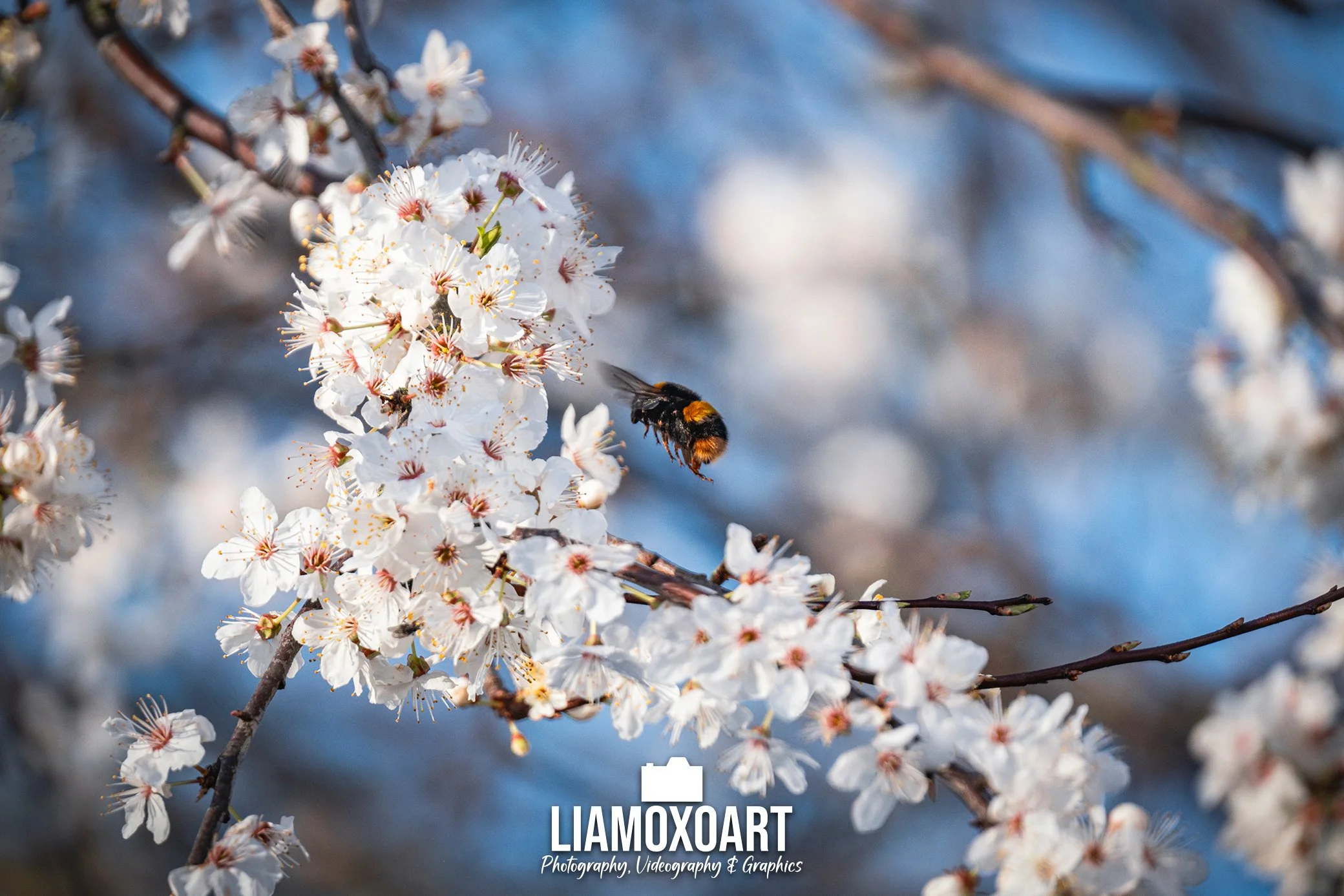 Close-up of white cherry blossoms on a tree branch with a bumblebee flying near the flowers, blurred background of blue sky and branches, LiMoXoART watermark at the bottom.