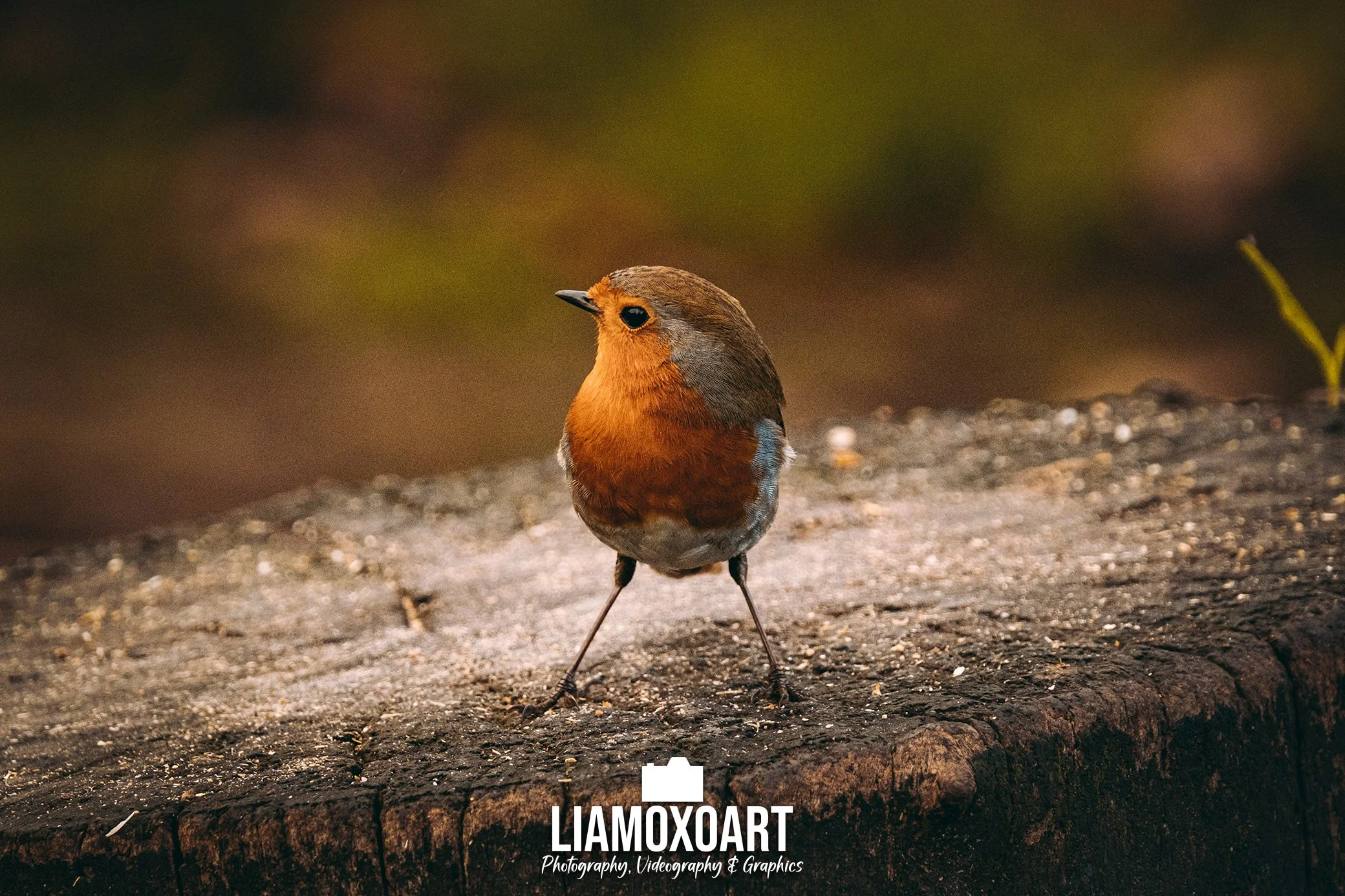 A small bird with brown and orange feathers on the ground with a blurred background.