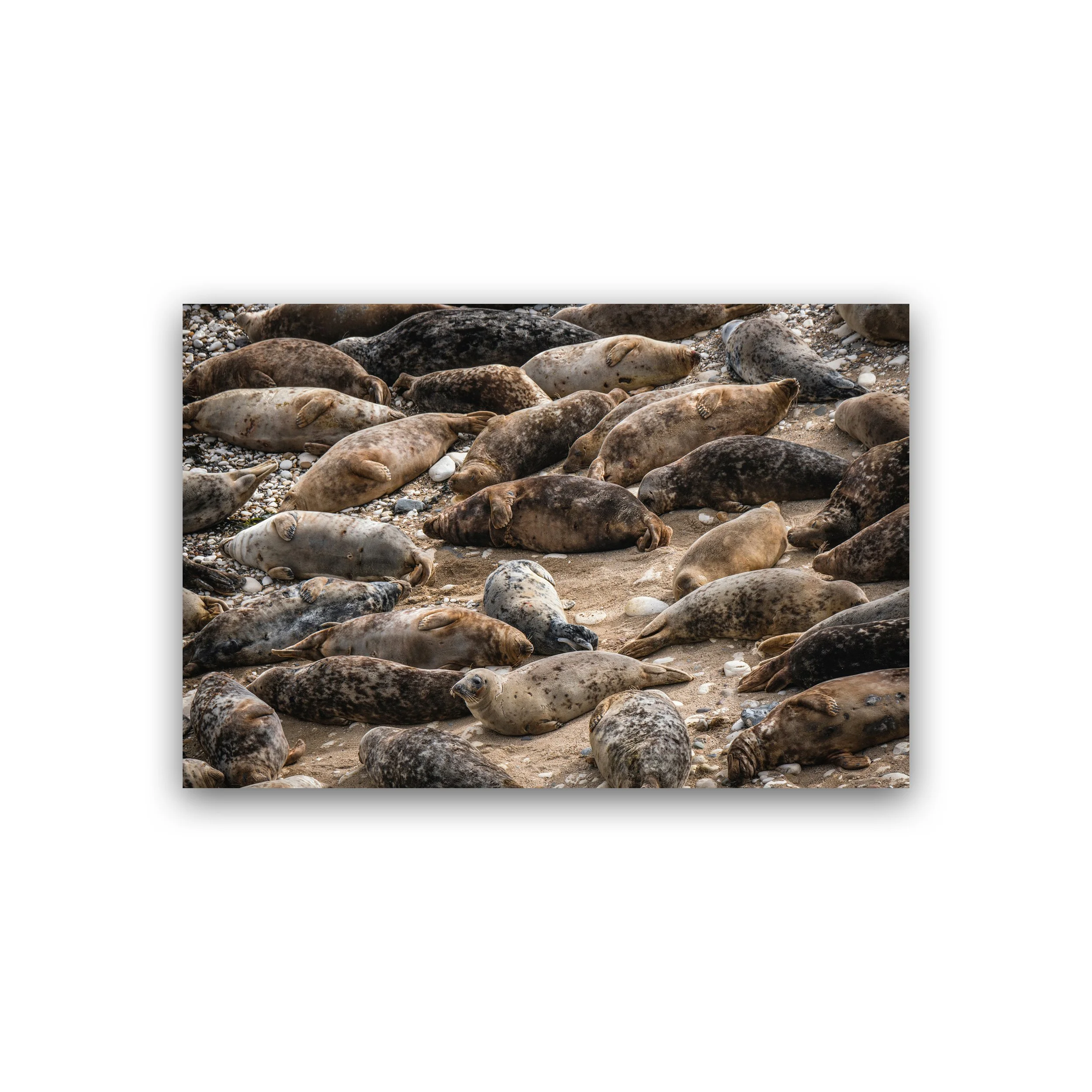 20x30 - Resting Seals Of Flamborough Head Premium Wall Art Print.jpg