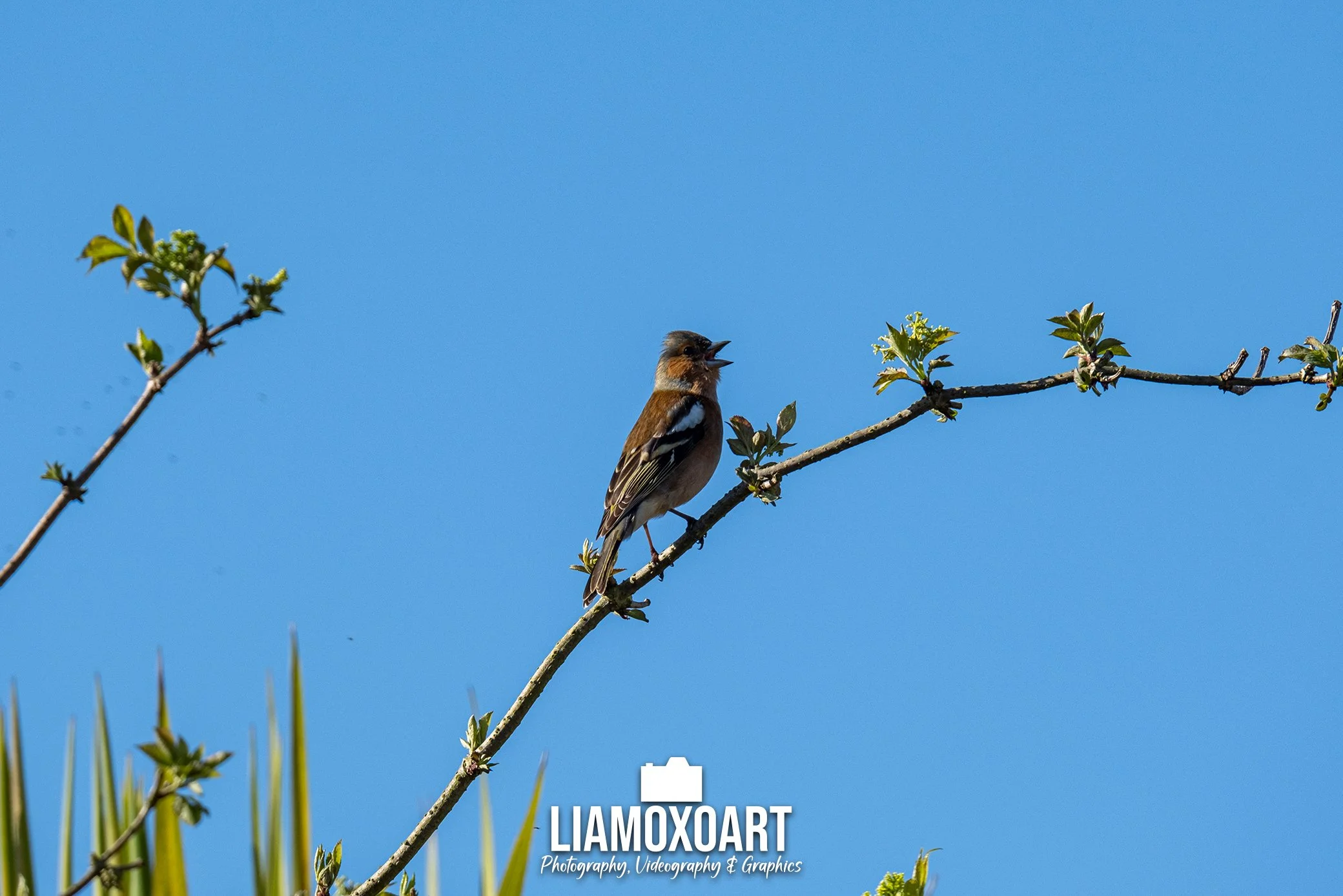A small bird with brown and white feathers perched on a branch with budding green leaves, singing against a clear blue sky.