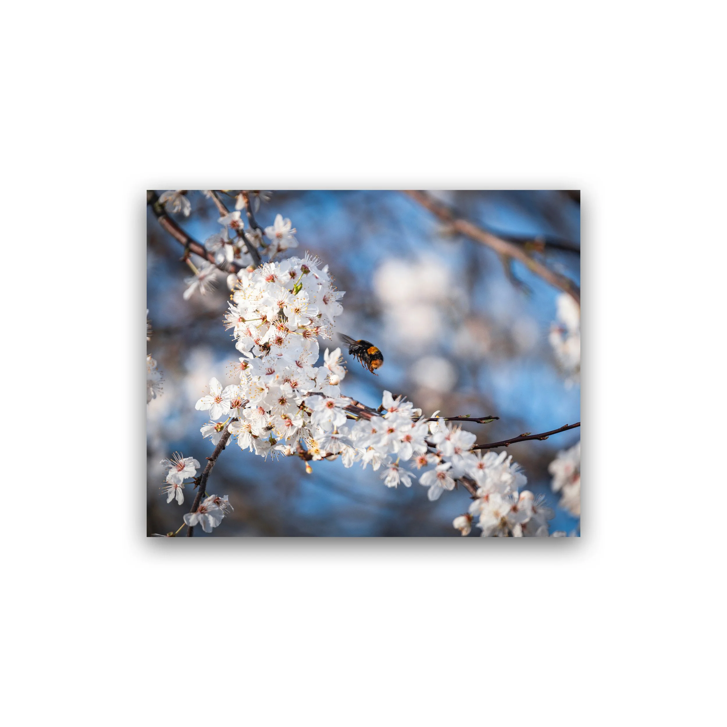 Bee Collecting Pollen On Blossom Premium Wall Art Print