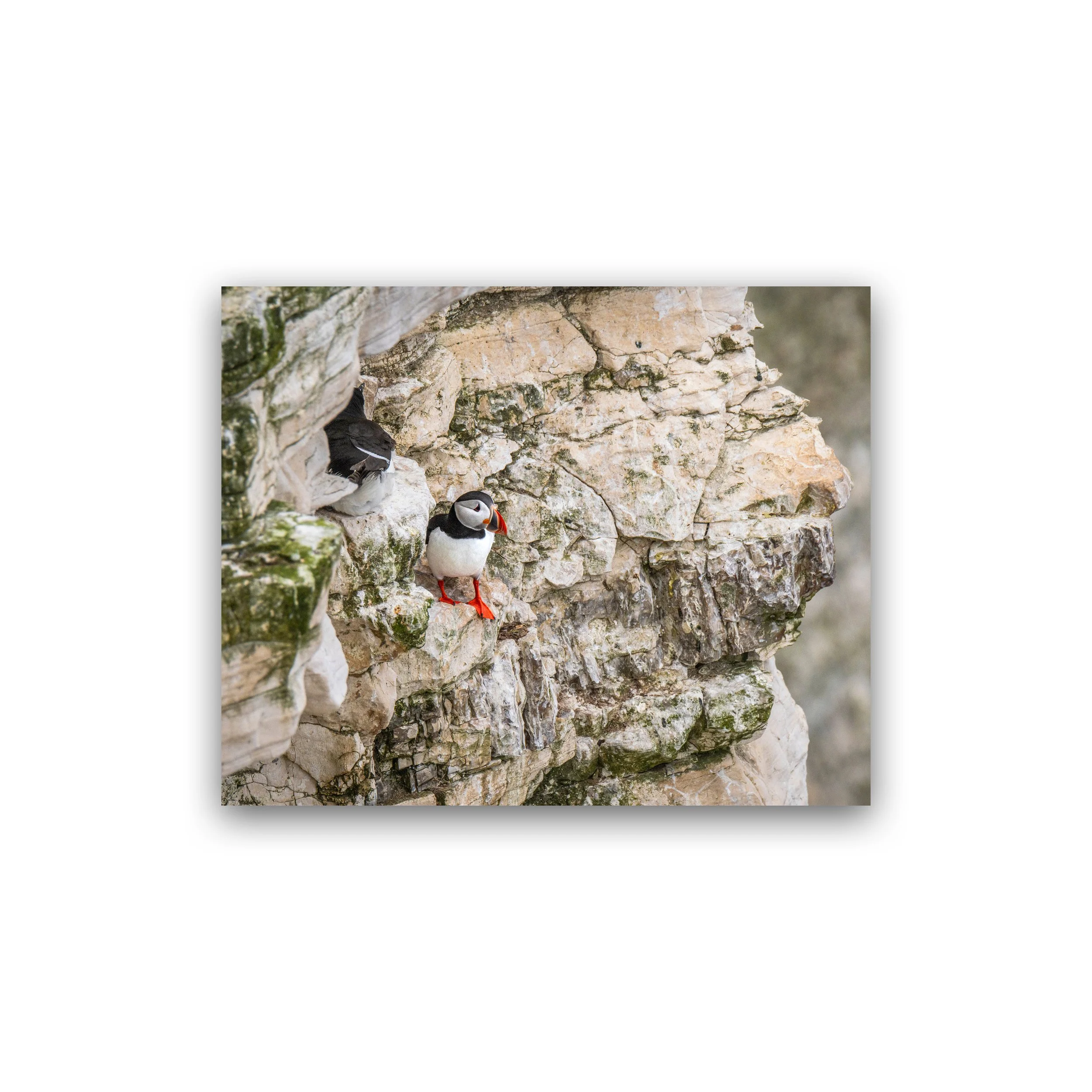 8x10 - Puffin Among The Chalk - Bempton Cliffs Premium Wall Art Print.jpg