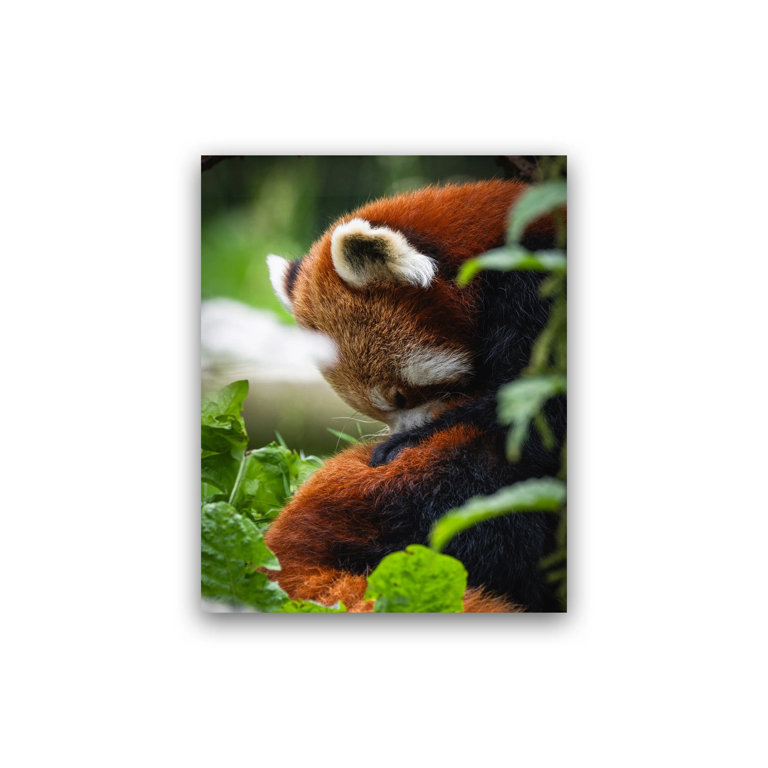 Sleeping Red Panda In Gentle Stillness Premium Wall Art Print