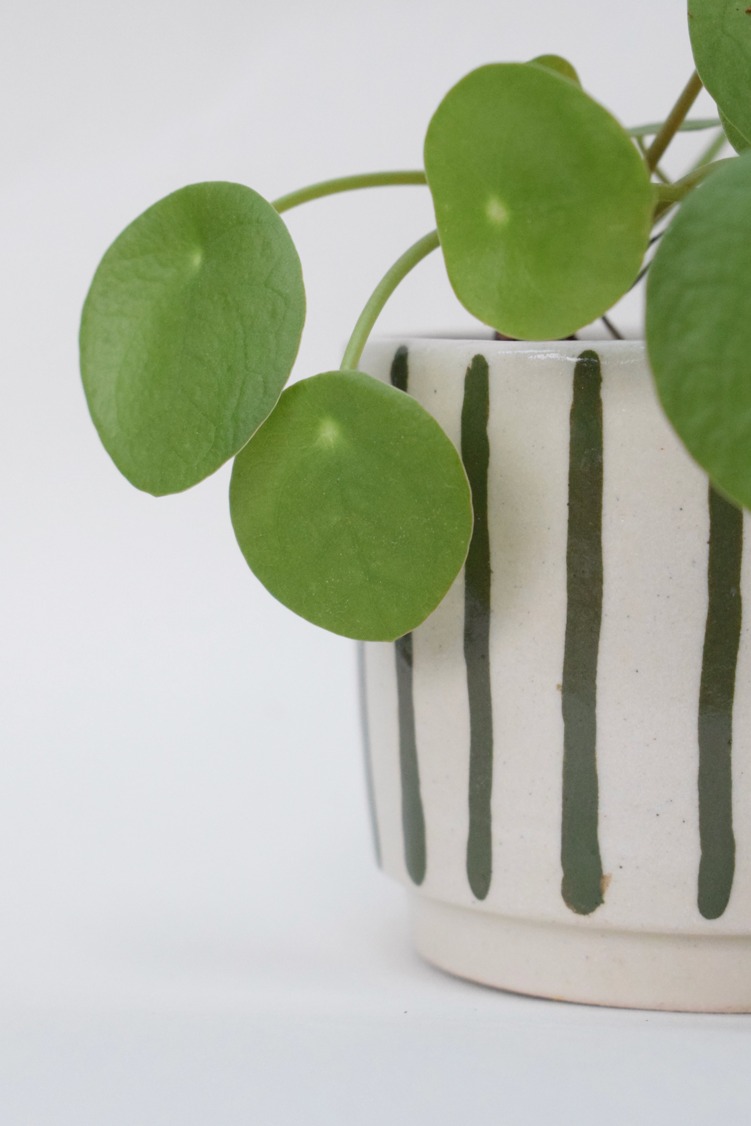 J Lucas Pottery_green stripe mini plant pot_closeup (1).jpeg