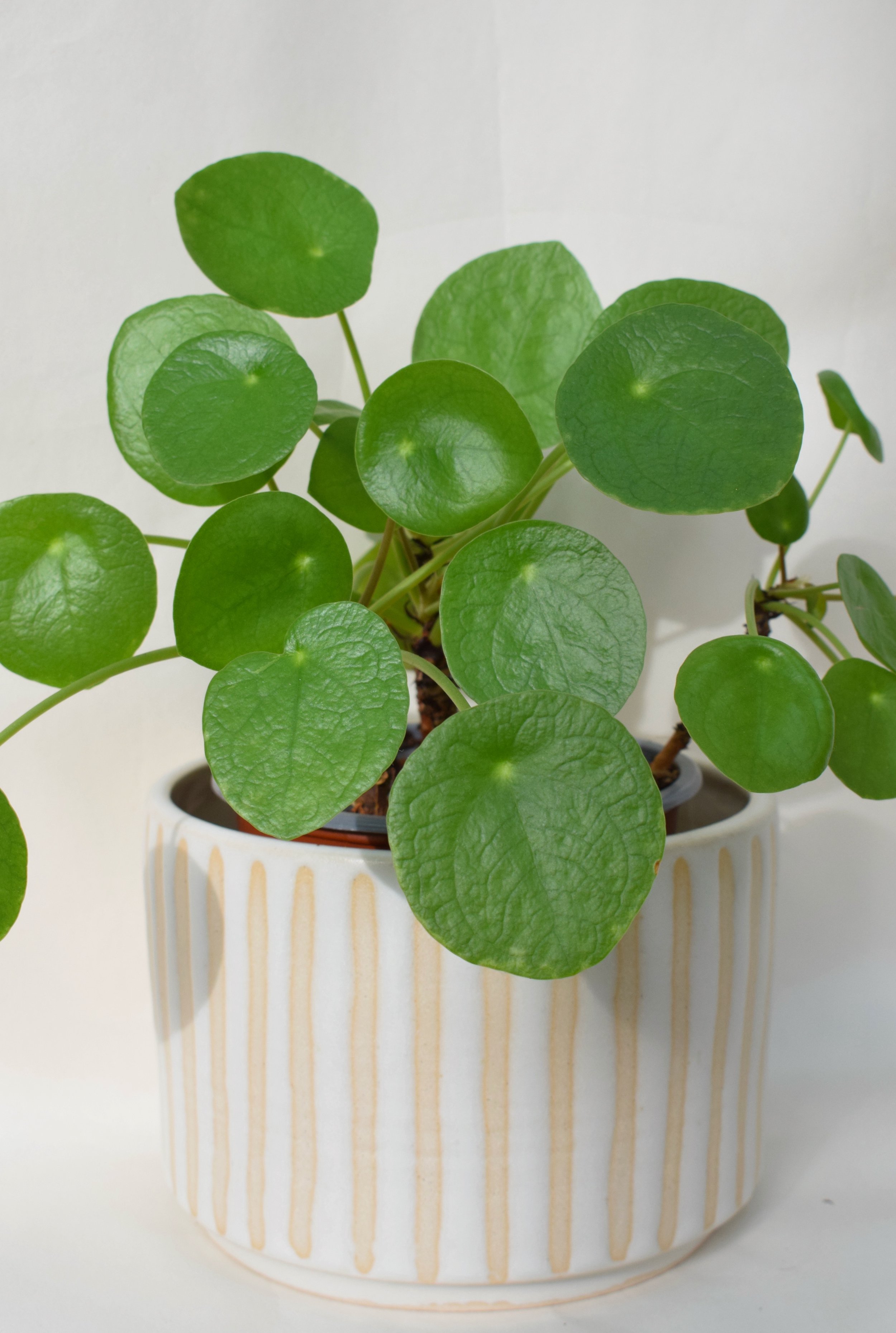 Cotton Stripe Plant Pot 12.5cm