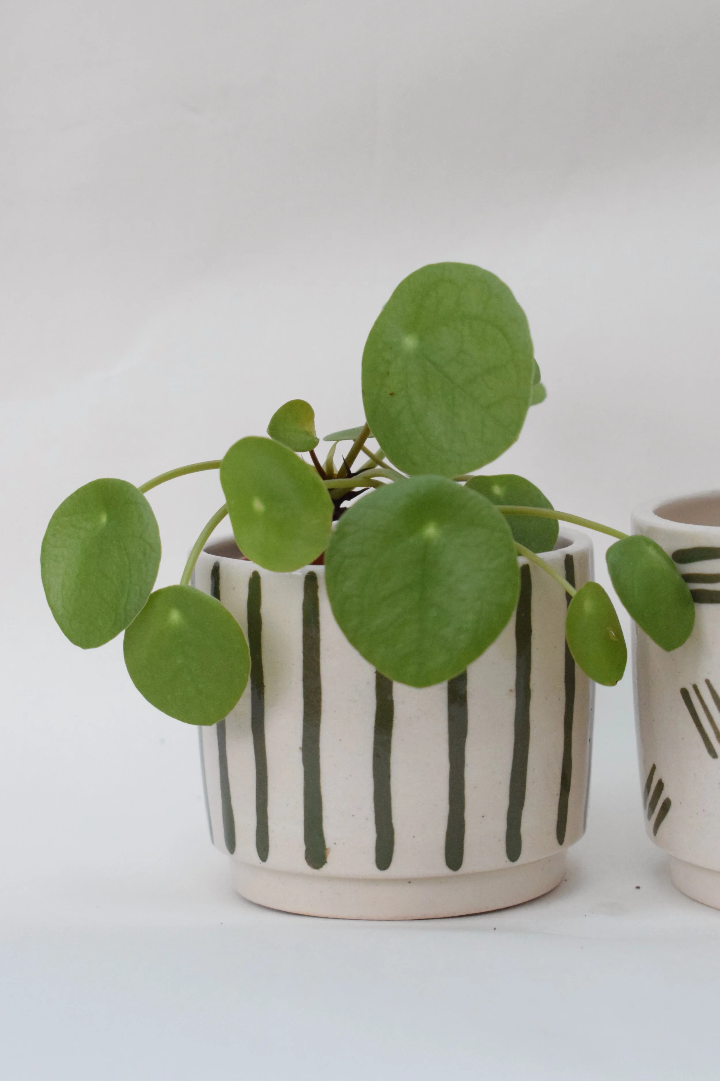 Green Stripe Mini Plant Pot 7cm