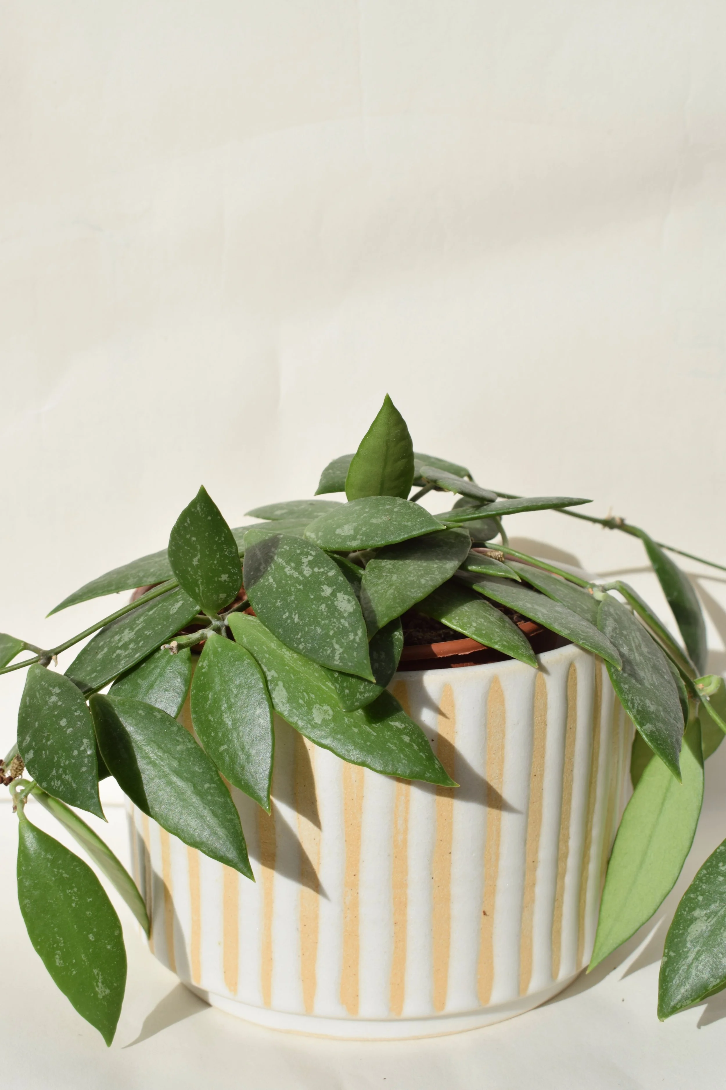 J Lucas Pottery_cotton stripe large plant pot_hoya.jpeg