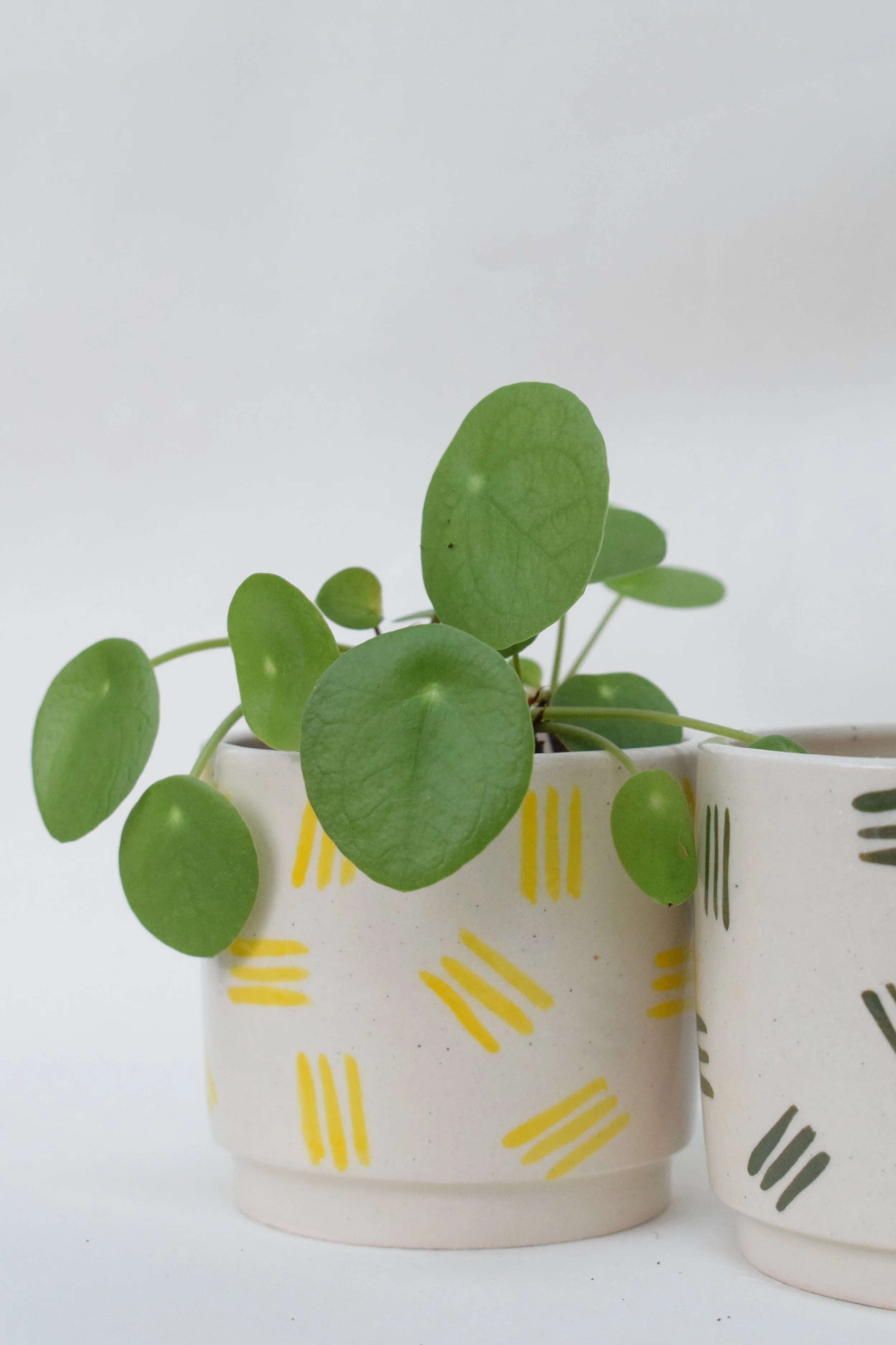 Yellow Dash Mini Plant Pot 7cm