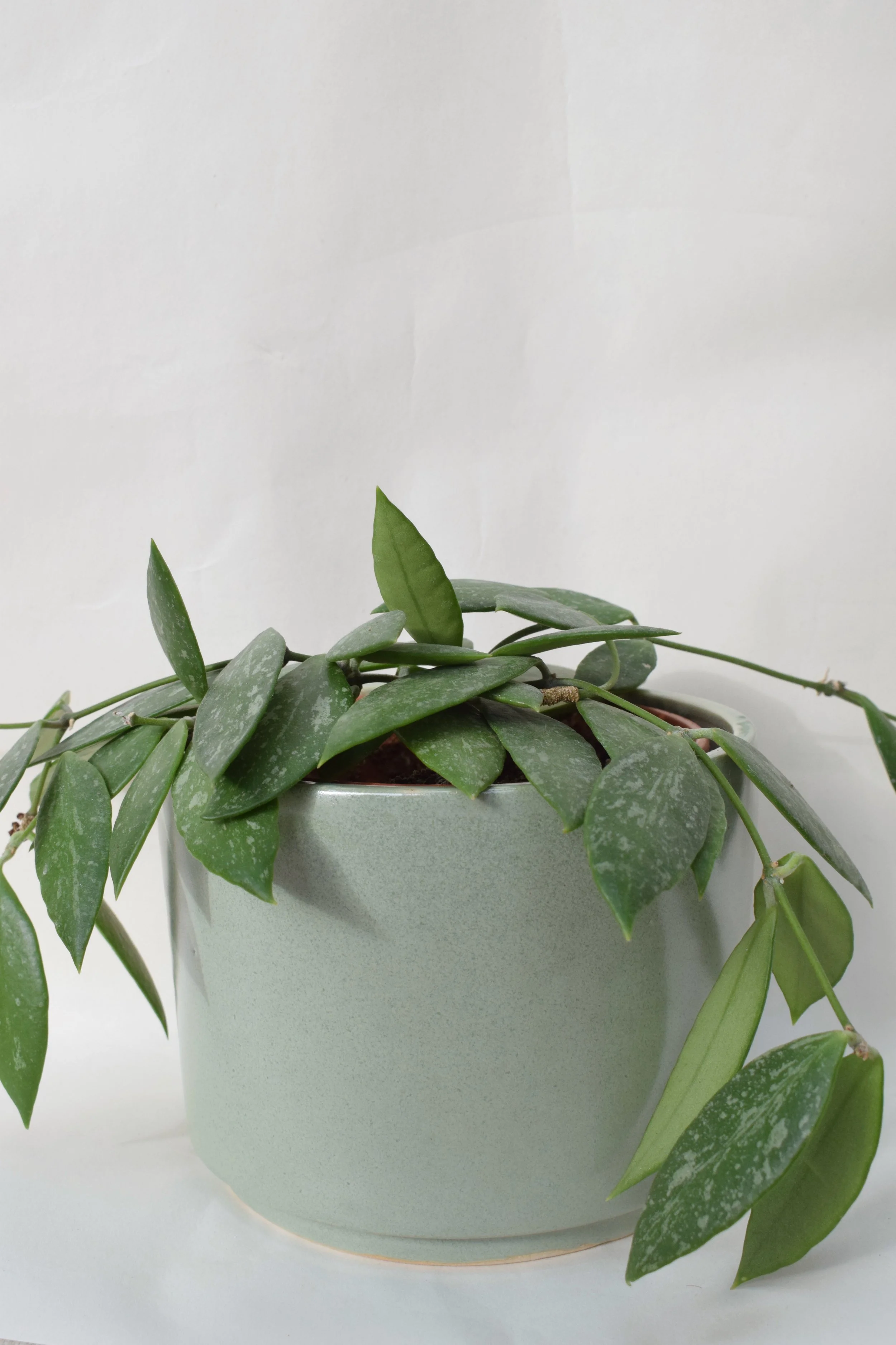 J Lucas Pottery_sage green large plant pot_hoya.jpeg