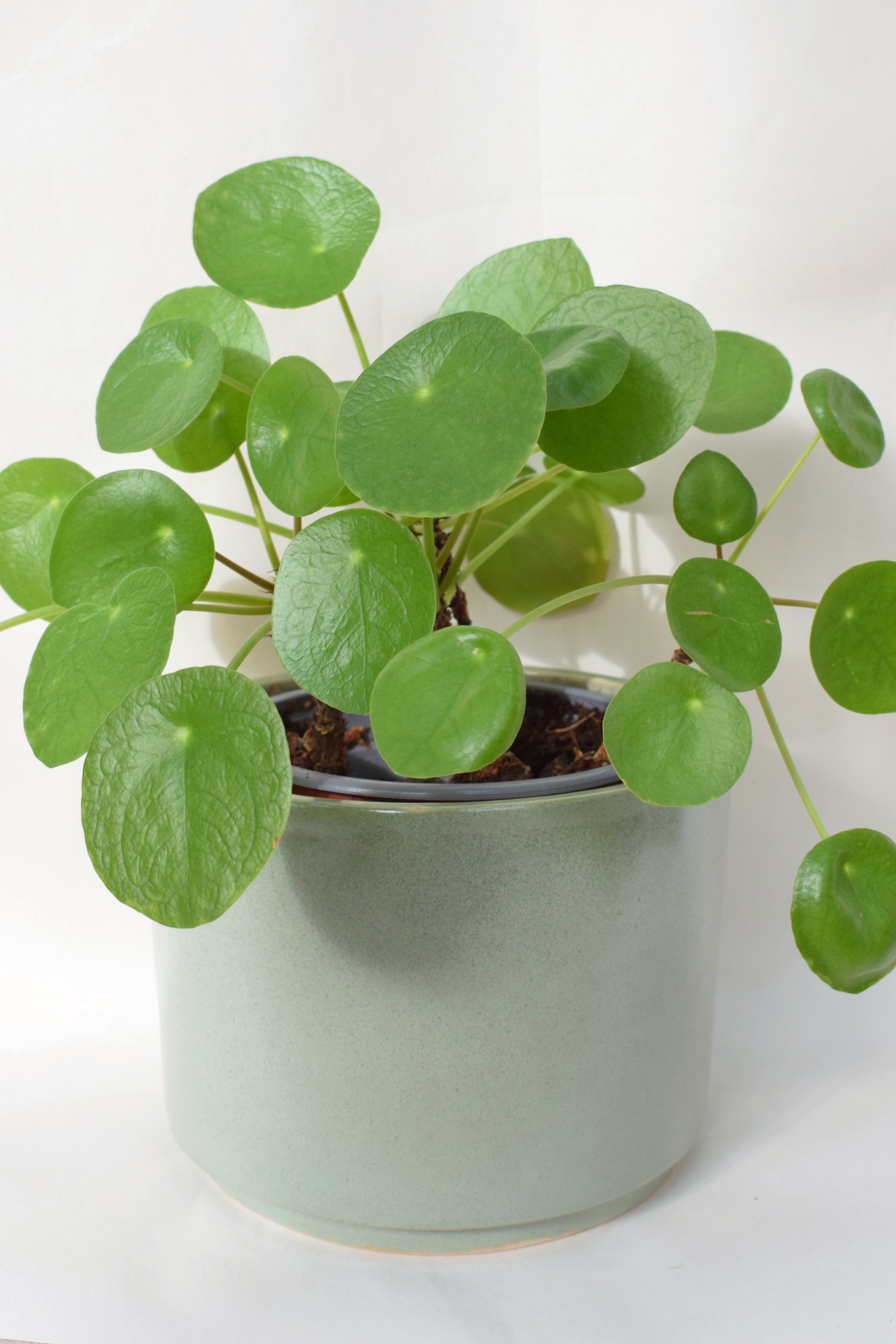 J Lucas Pottery_sage green large plant pot_pilea.jpeg