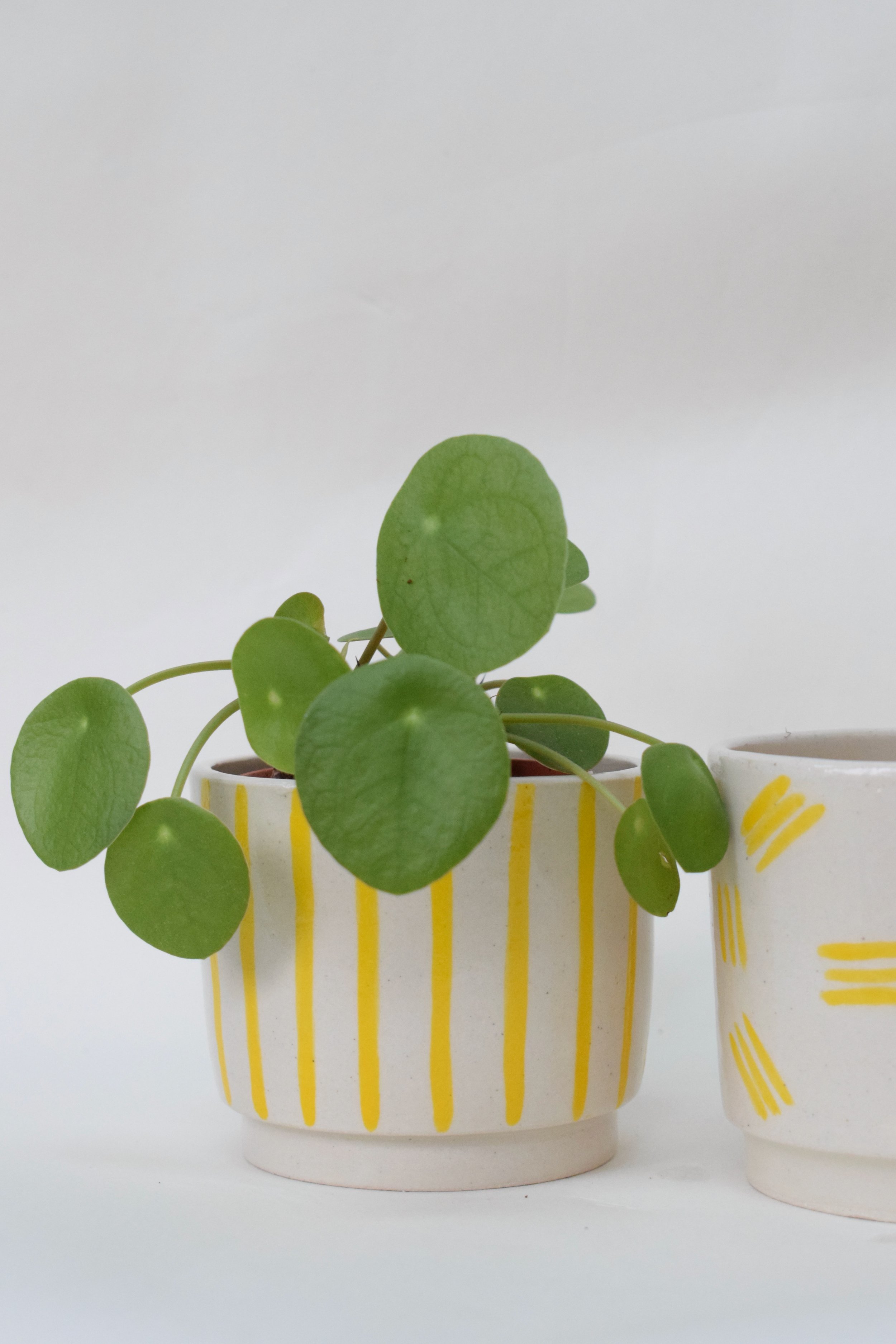 J Lucas Pottery_yellow stripe_mini plant pot.jpeg