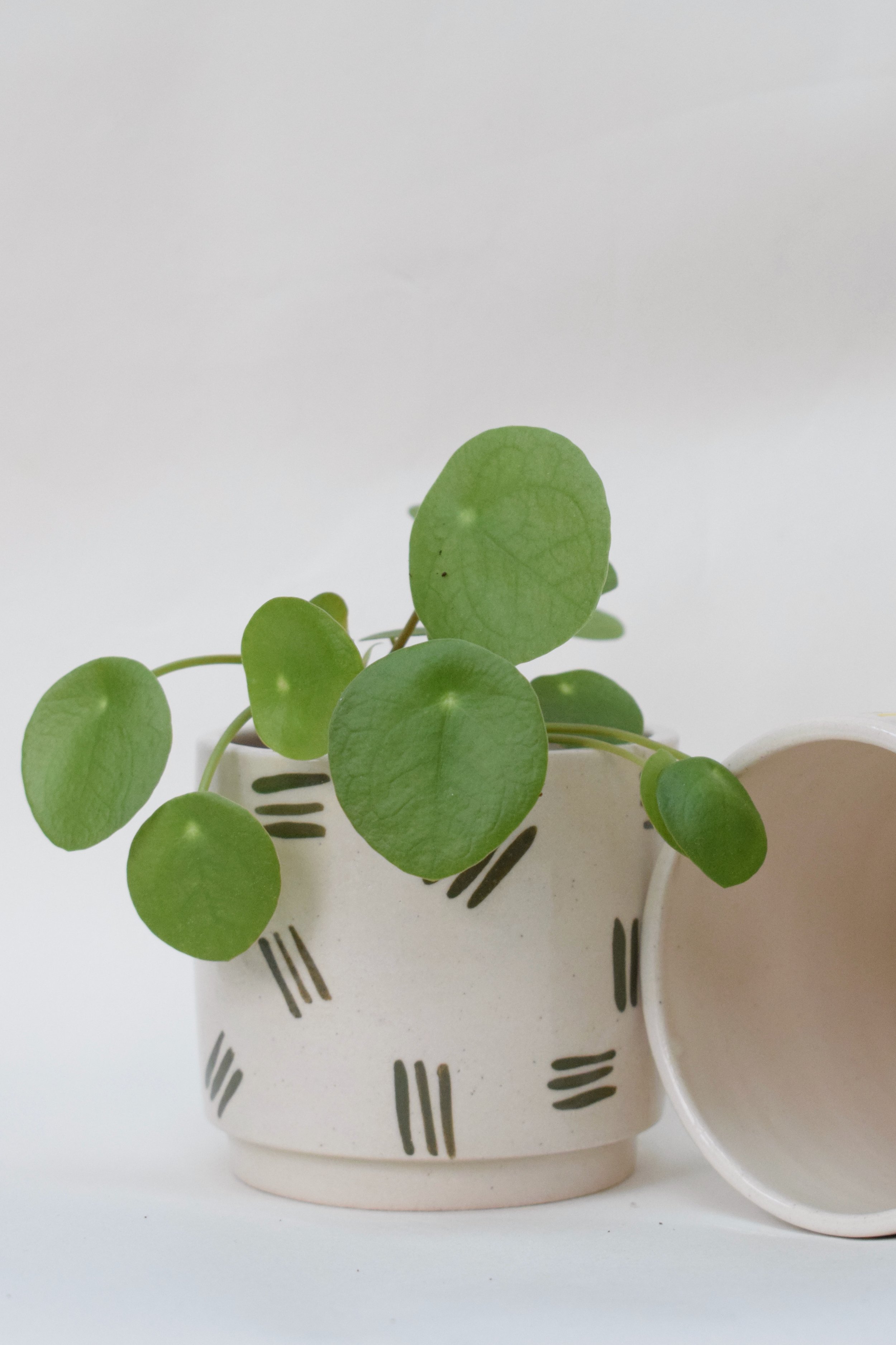 Green Dash Mini Plant Pot 7cm