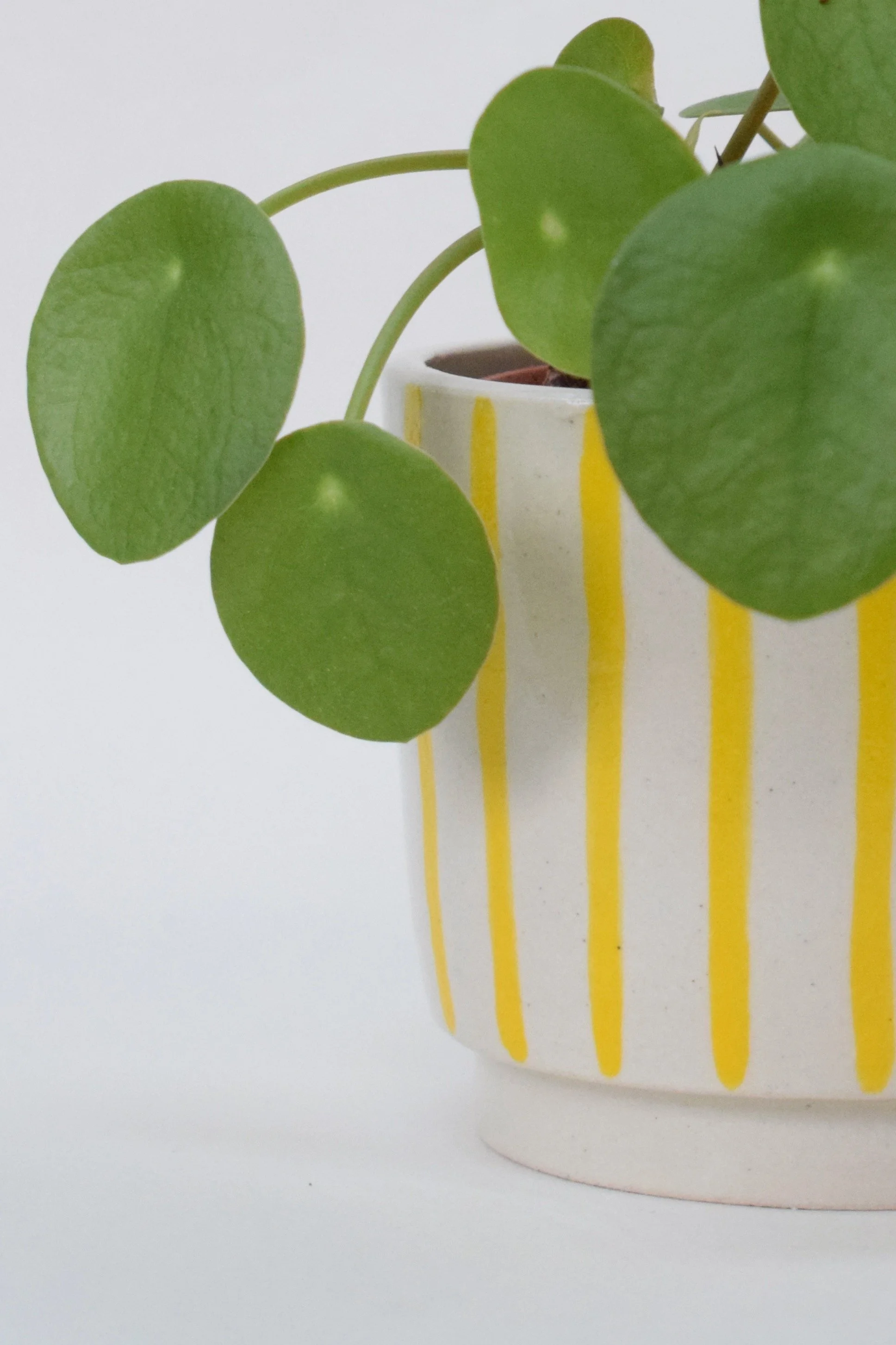 J Lucas Pottery_yellow stripe_mini plant pot_closeup.jpeg