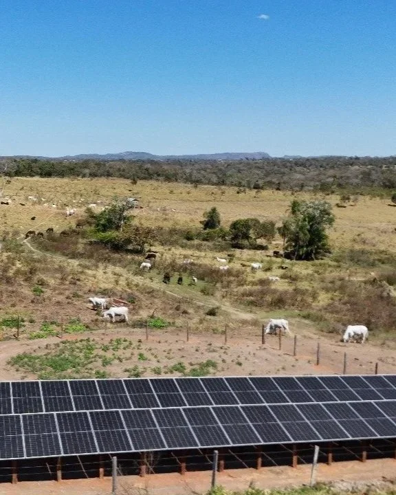 Vista de un campo con vacas pastando, árboles dispersos y paneles solares en primer plano, bajo un cielo despejado.