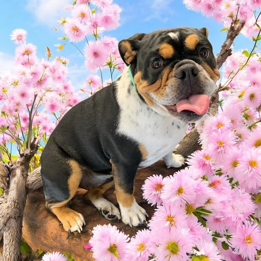 Freckles the Bulldog Puppy