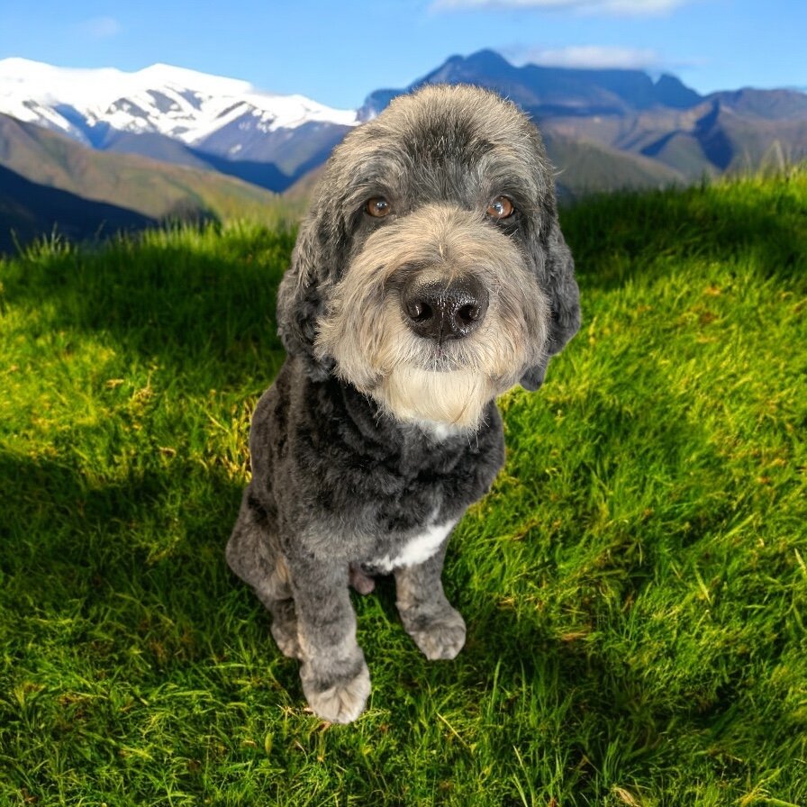 Auggie the Bernadoodle