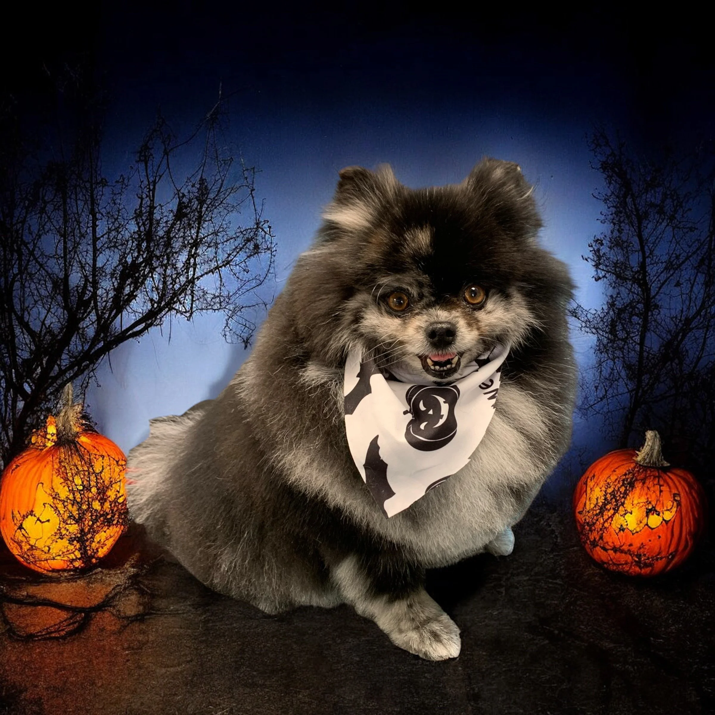 A small, fluffy dog with dark fur and tan markings, wearing a black and white Halloween themed bandana, sitting between two orange pumpkin lanterns with black silhouettes of tree branches, against a dark blue night sky with leafless trees.