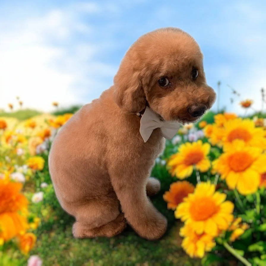 Cute brown puppy with a white bow tie sitting in a field of yellow flowers and blue sky.