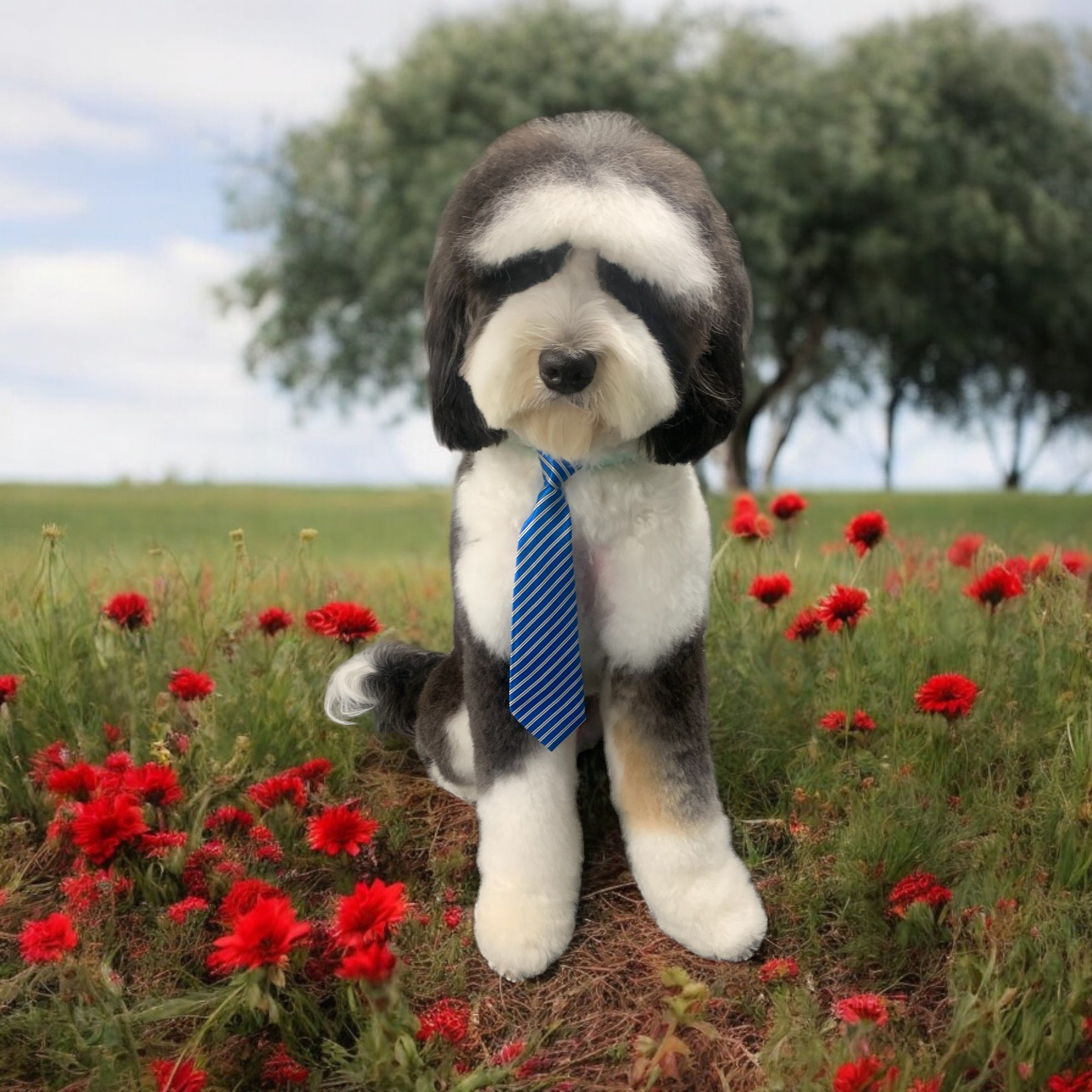 A stuffed animal resembling a Bernese Mountain Dog wearing a blue striped tie, sitting in a field of red flowers with trees and blue sky in the background.