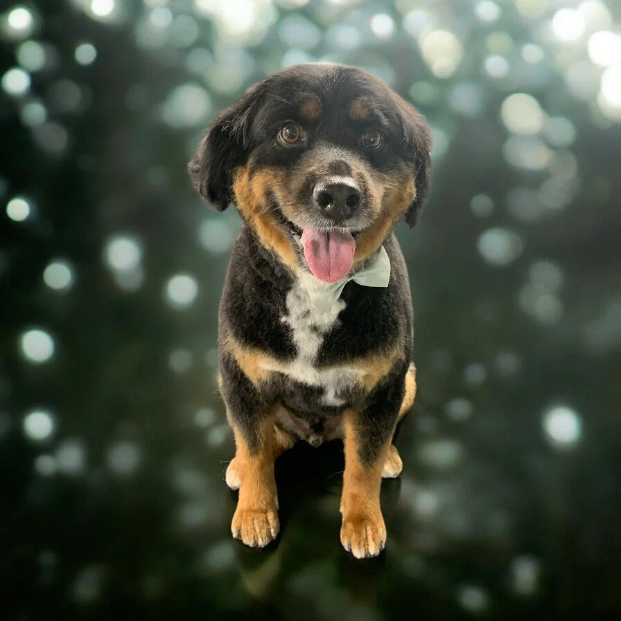 A cute mixed-breed dog with a black and tan coat, wearing a white bow tie, looking at the camera with its tongue out, sitting against a blurred background with bokeh lights.