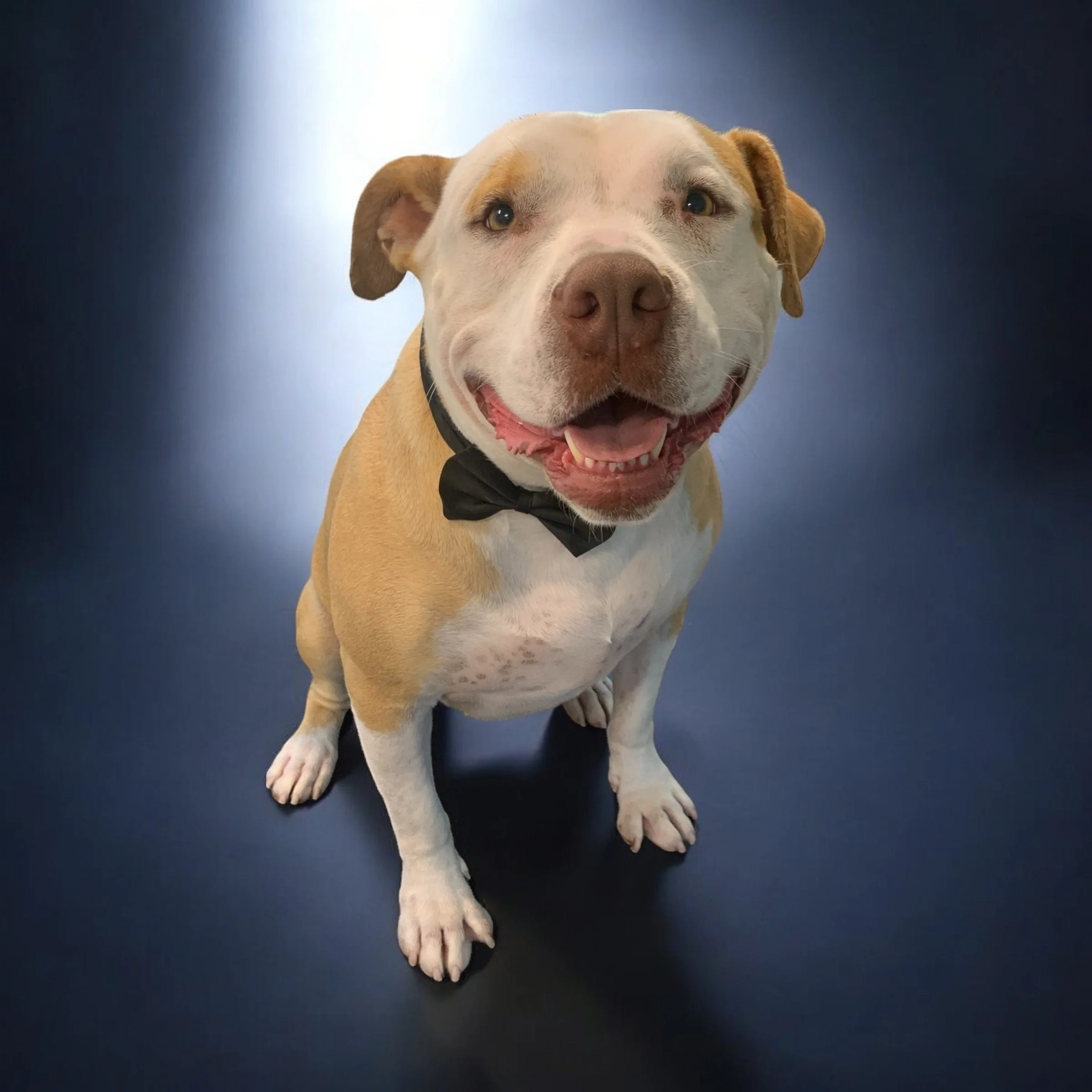 A happy dog with a black bow tie sitting on a dark blue background.