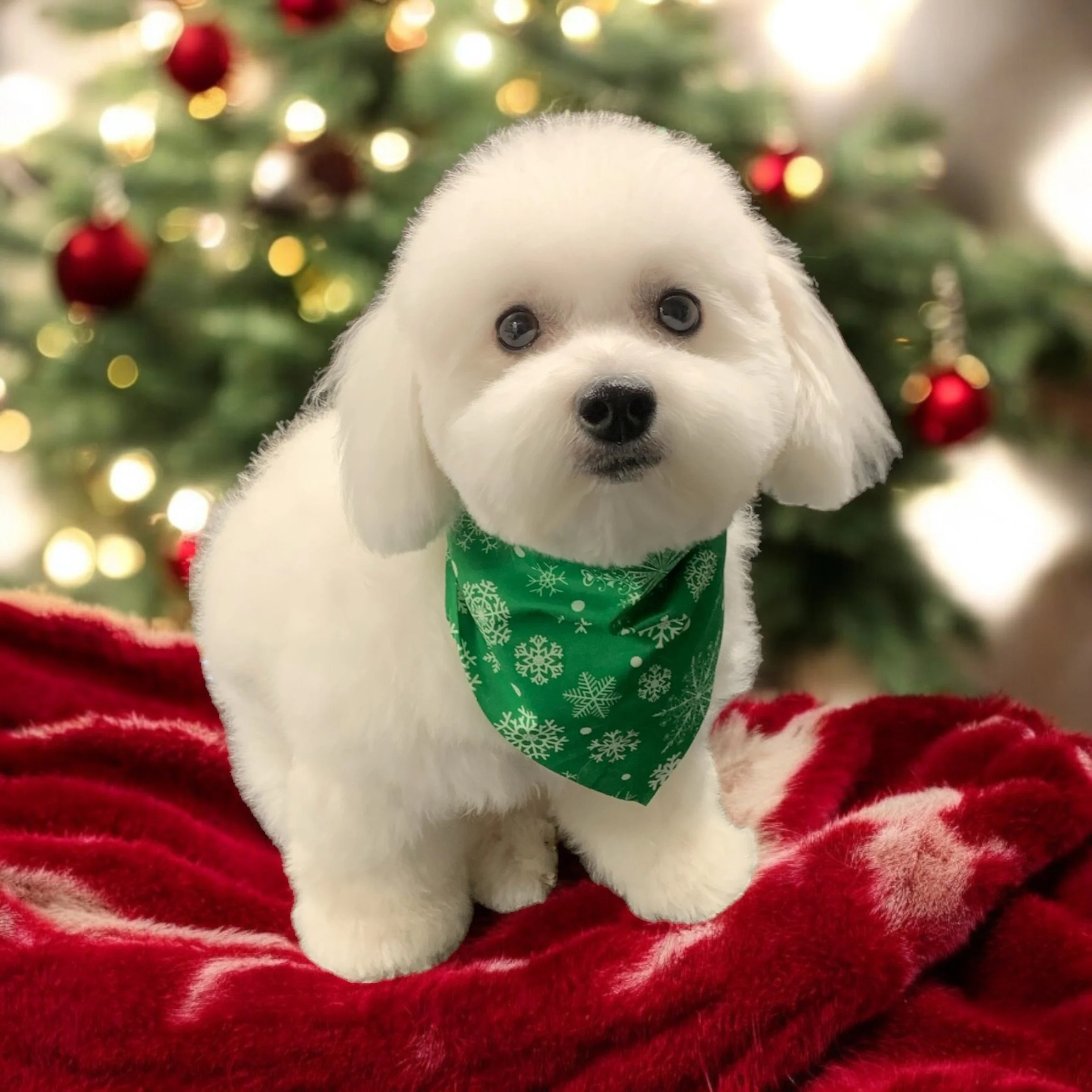 A cute white puppy with floppy ears and big dark eyes, wearing a green bandana with white snowflake patterns, sitting on red velvet fabric in front of a decorated Christmas tree with red ornaments and golden lights.