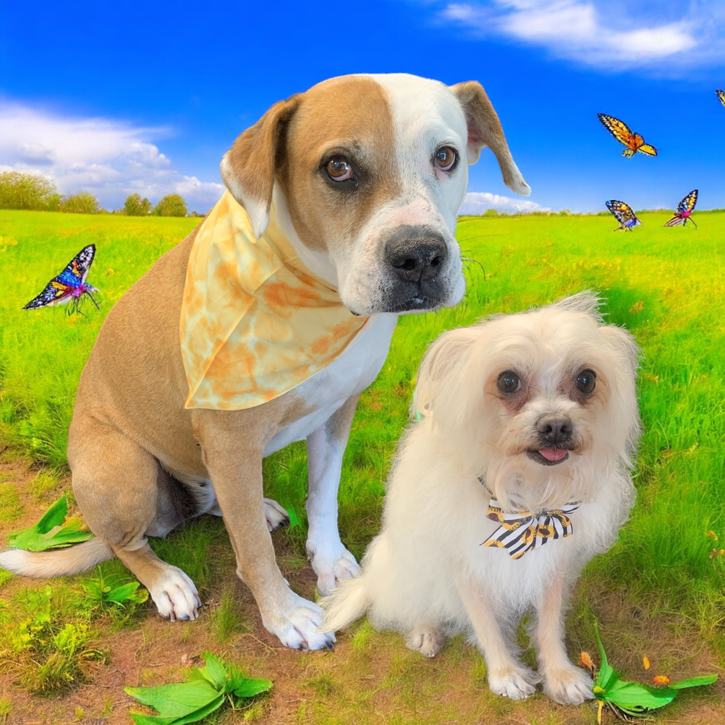 Two dogs, a large tan and white one and a small white fluffy one, sitting on grass in a field with green grass, yellow flowers, and butterflies in the background under a blue sky with clouds.