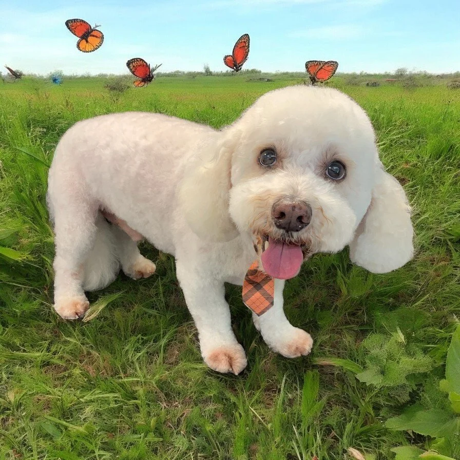 A cute white dog with floppy ears and a plaid bow tie standing on green grass in a field with butterflies flying around.