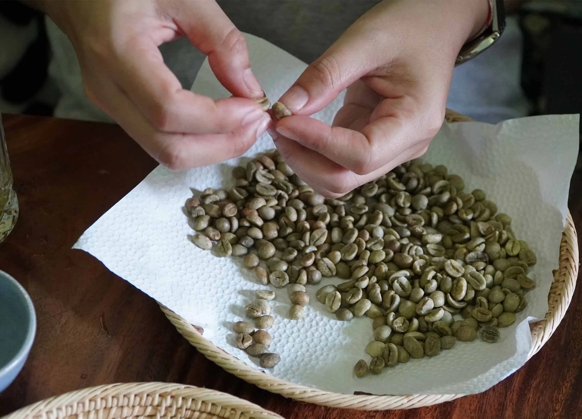 During our Battambang coffee experience we ask participants to separate coffee beans from Robusta to Arabica