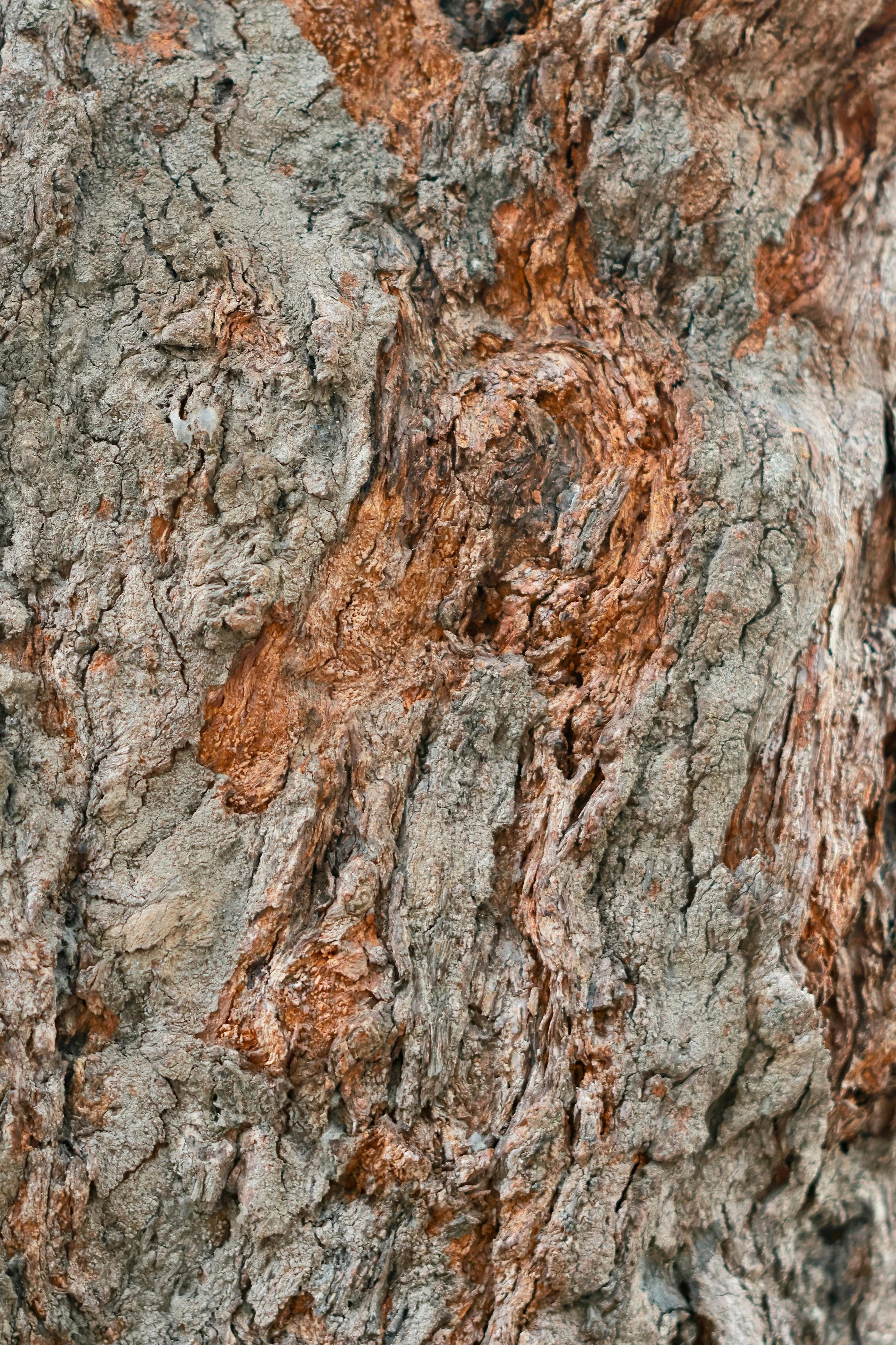 tree bark to represent a judgement free approach to online emdr therapy for veteran ptsd support and therapy with first responders