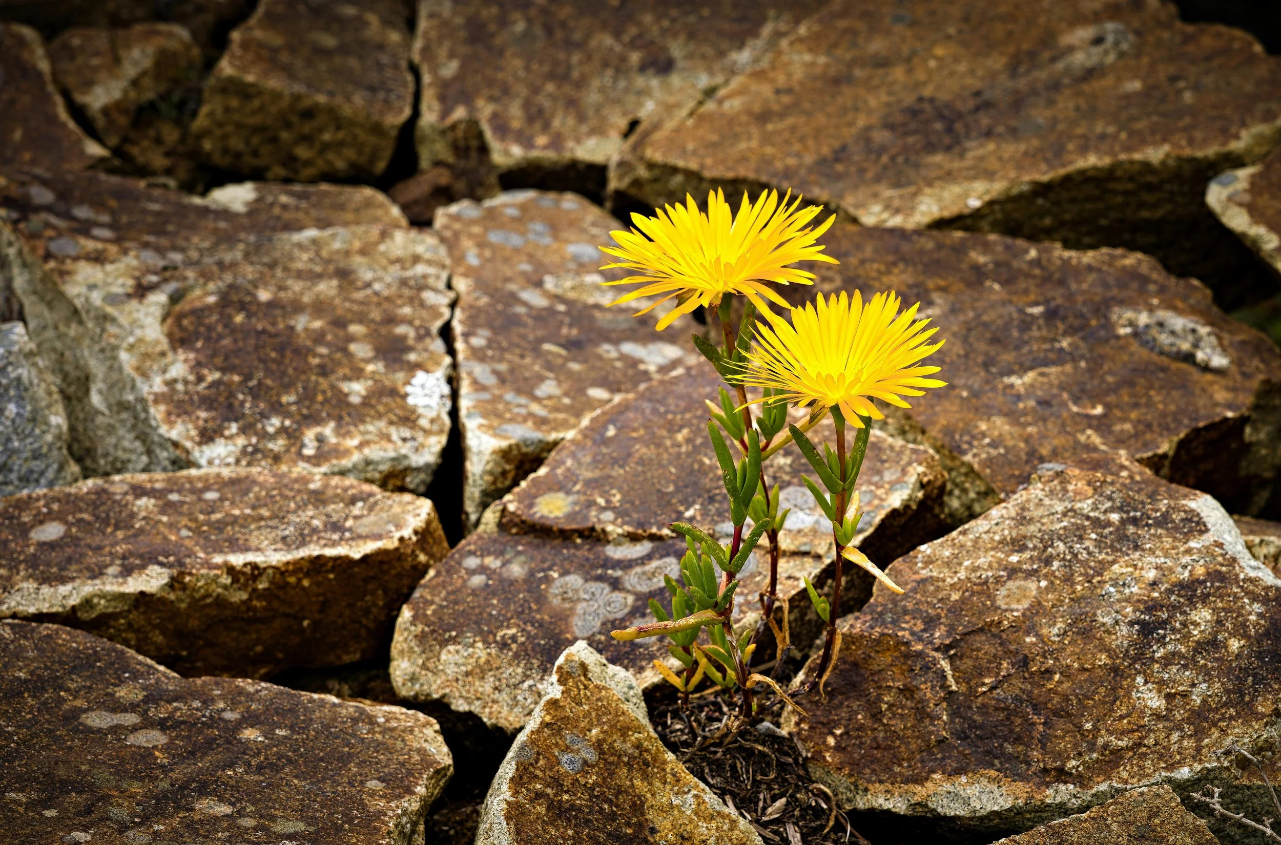 Flower growing through rock to represent online emdr therapy for veterans ptsd