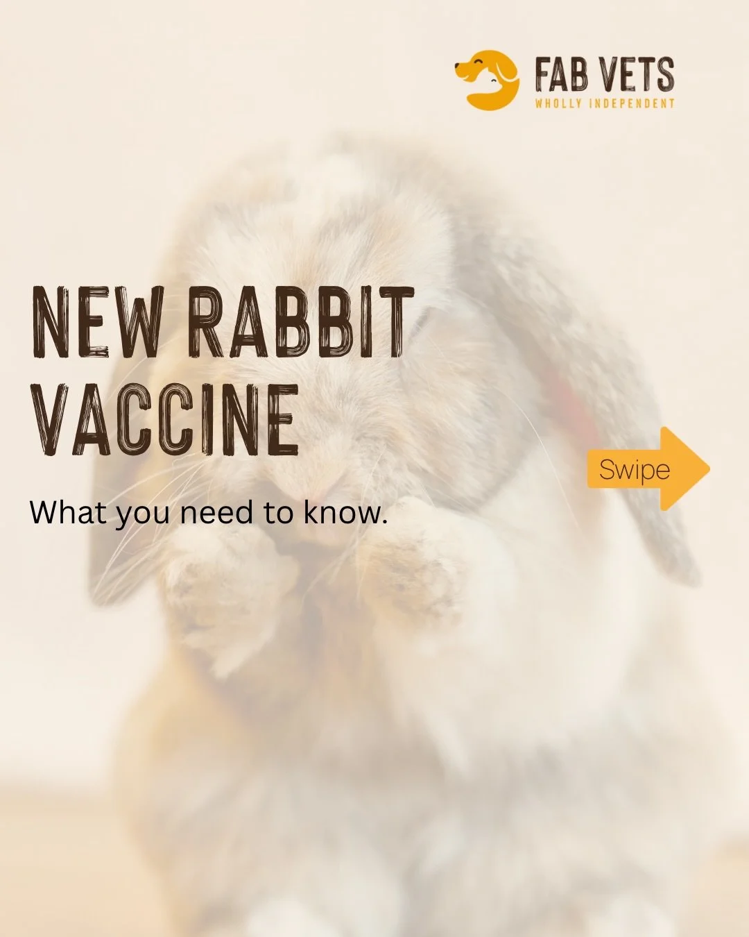 If you&rsquo;re a rabbit owner and this is the first time you&rsquo;ve heard of Yurvac RHD, you&rsquo;re not alone.

Rabbit healthcare has evolved, and newer strains of Rabbit Haemorrhagic Disease are now present in the UK. That&rsquo;s why an additi