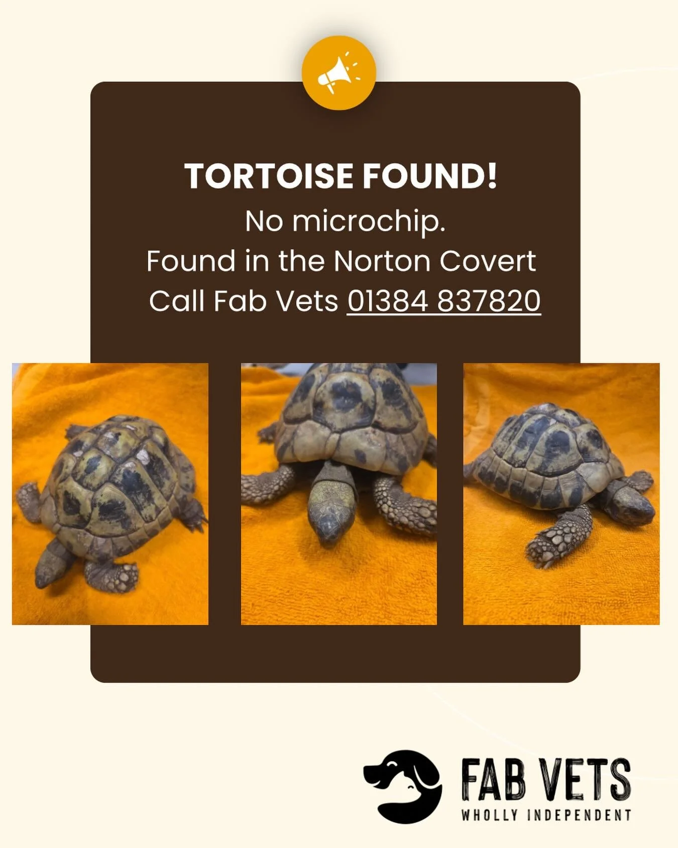 This little Torti 🐢 has been found in Norton, but the lovely little thing has no microchip. 

If you&rsquo;re a tortoise down, or you think it could belong to you, please pop in, or call us! 

Fab Vets | Missing Tortoise | Vets | Stourbridge Vets | 