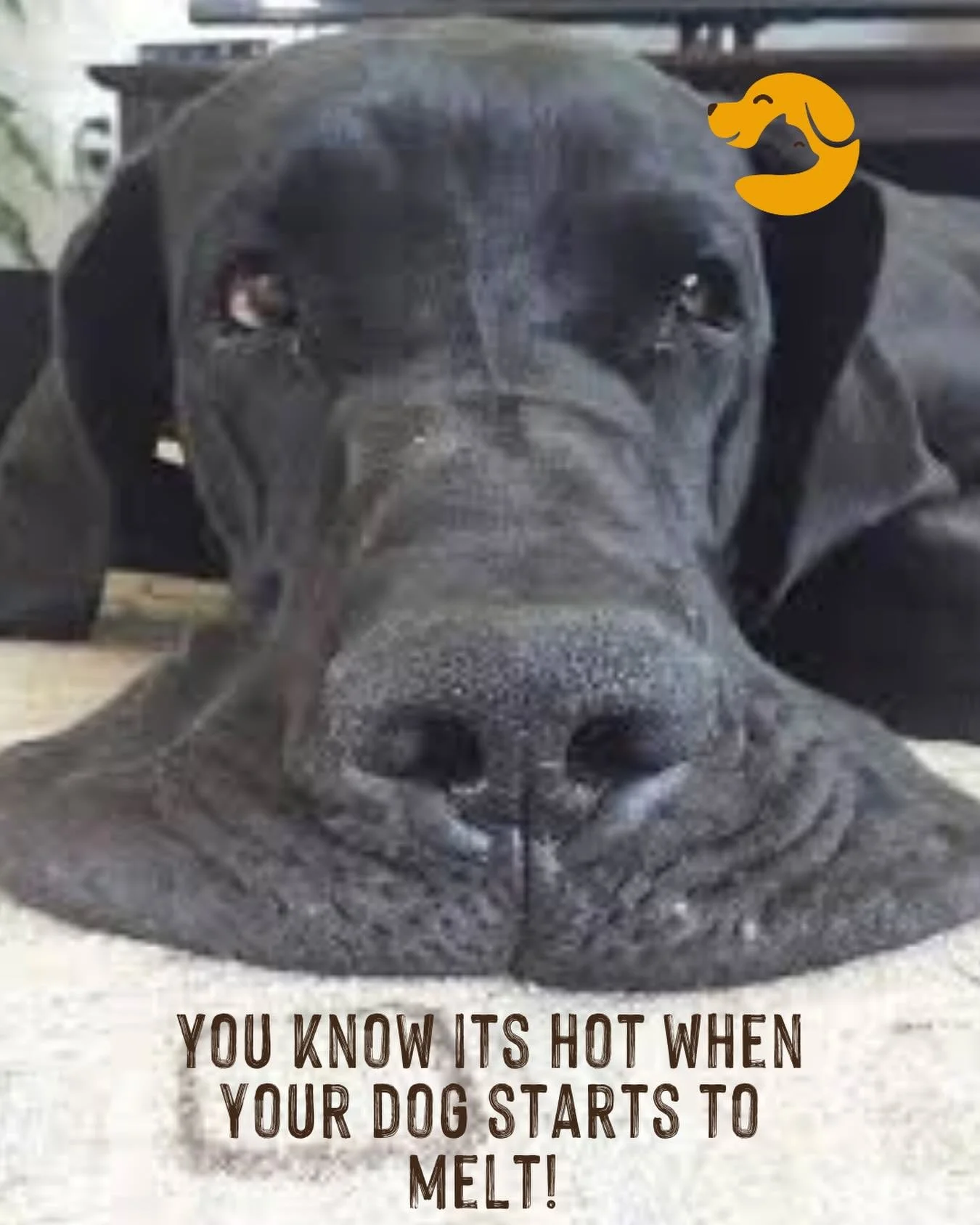 Stay cool out there, Stourbridge, Norton, Hagley and surrounding pooches 💛🐶

#heatwave #hotdogs #lookafteryourpet #fabvets #stourbridgevet