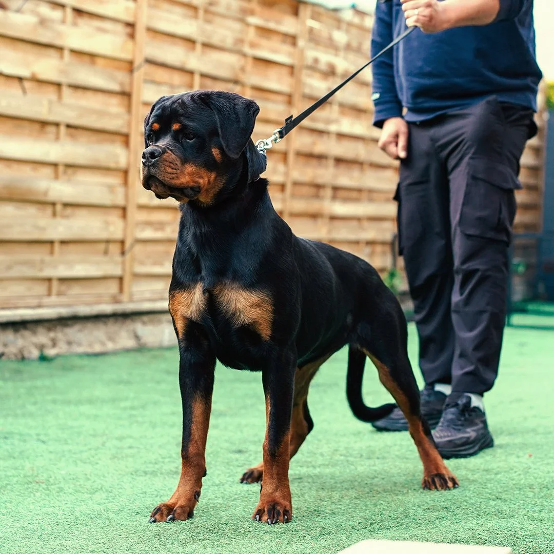 Un chien Rottweiler debout sur de l'herbe, tenu en laisse par une personne, avec un mur en bois en arrière-plan.