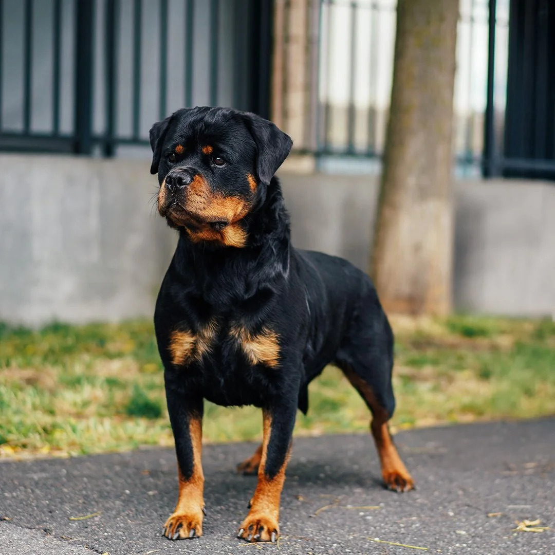 Un chien Rottweiler debout sur un trottoir, avec un arbre et une clôture en arrière-plan.