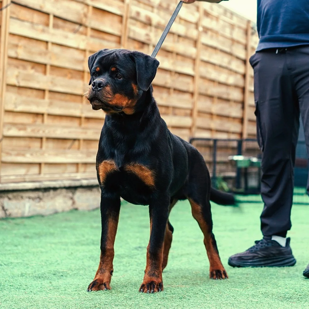 Rottweiler debout sur une surface en gazon, avec personne à côté, dans un enclos avec une clôture en bois.