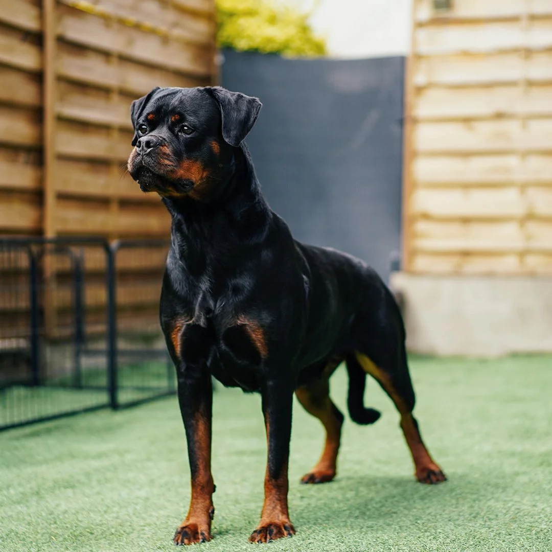 Un chien Rottweiler noir avec des marques marron, debout sur une pelouse dans un jardin entouré d'une clôture en bois.