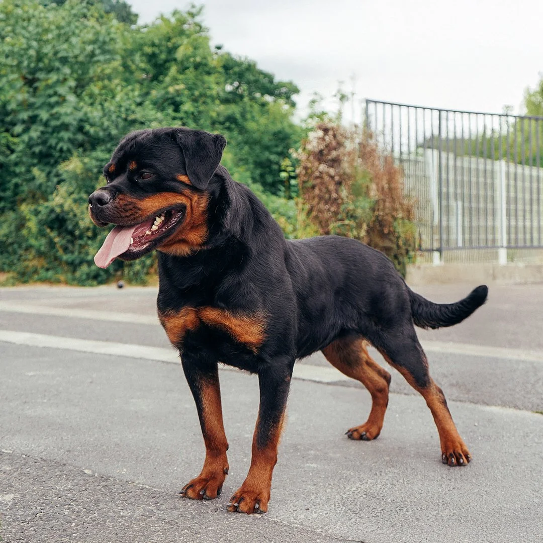 Un chien de race Rottweiler sur un trottoir avec de la végétation en arrière-plan.
