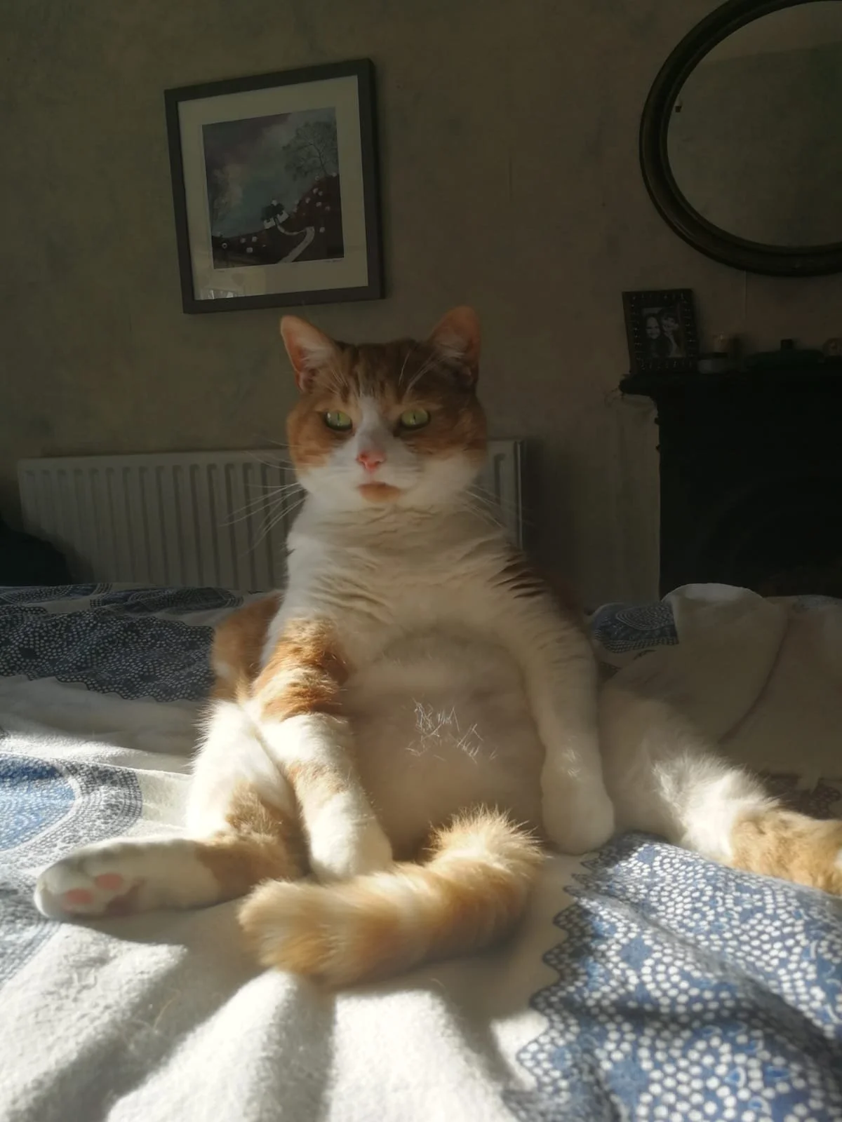 A tabby cat with white and orange fur sitting on a bed in a bedroom. The cat is looking directly at the camera with a relaxed pose, and sunlight is illuminating its body.