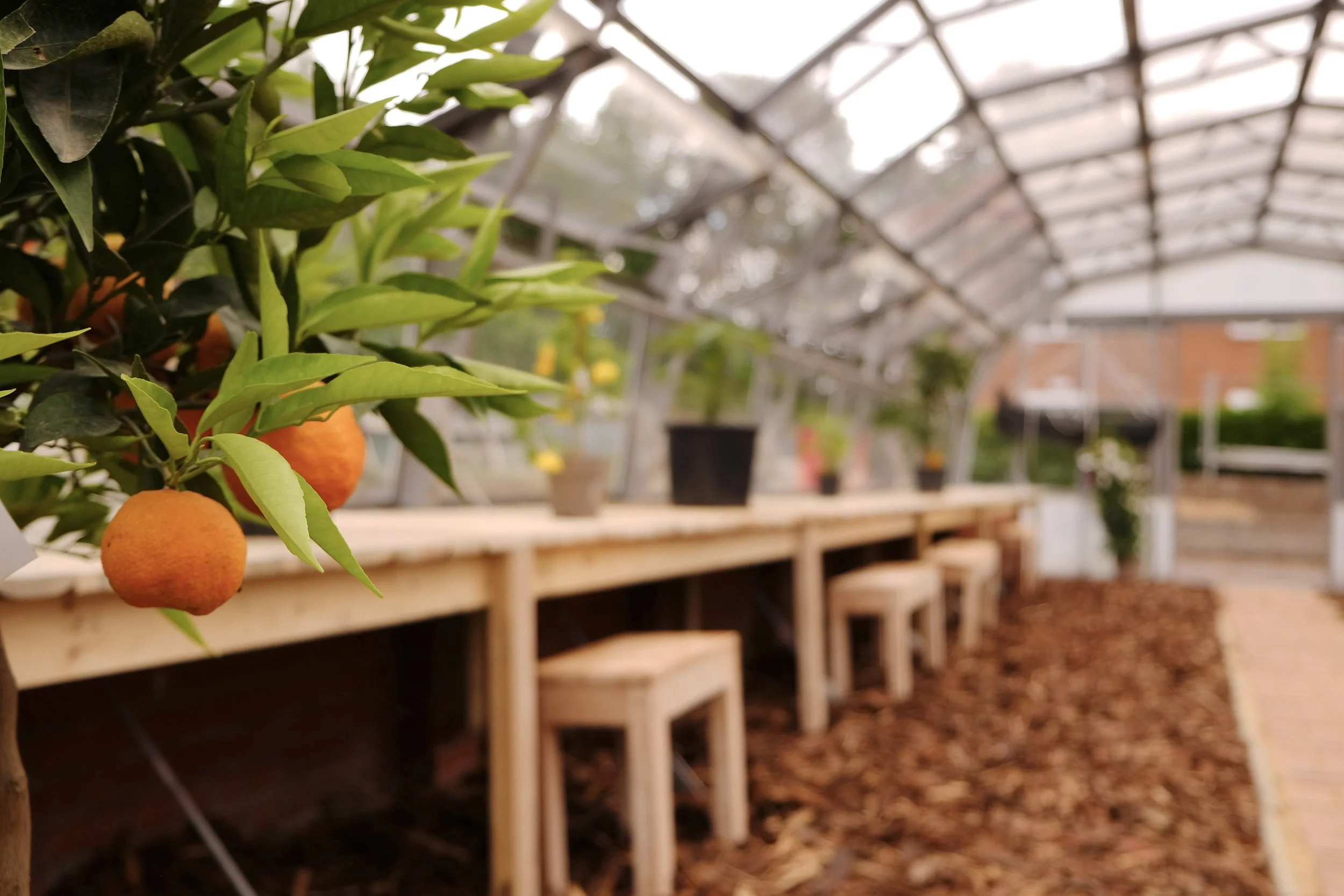 Sowing seeds for creating dyes - York International Women's Week