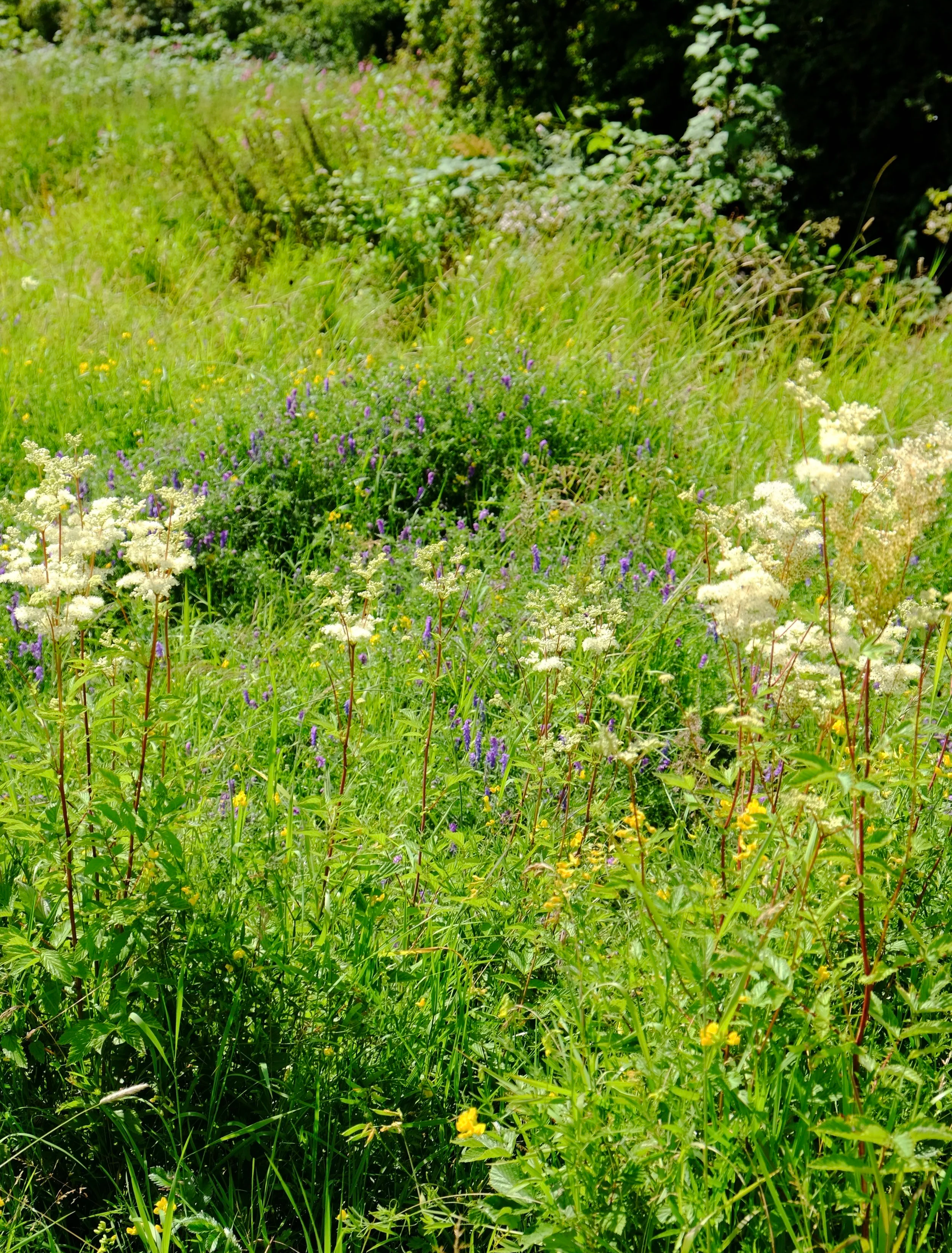 City Nature Challenge Bioblitz