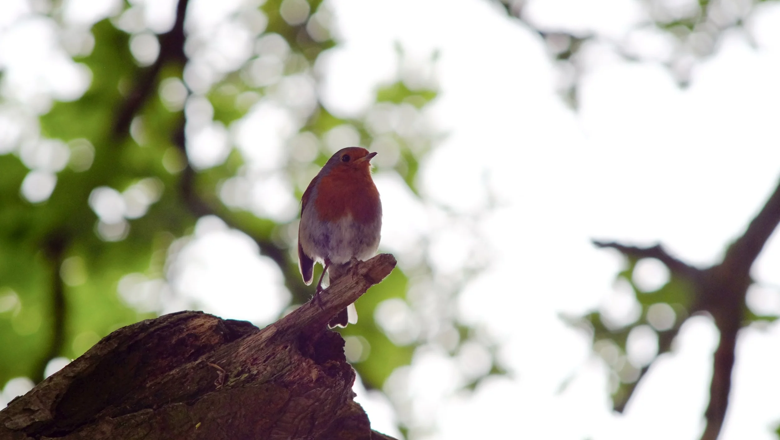 Dawn Chorus Walk