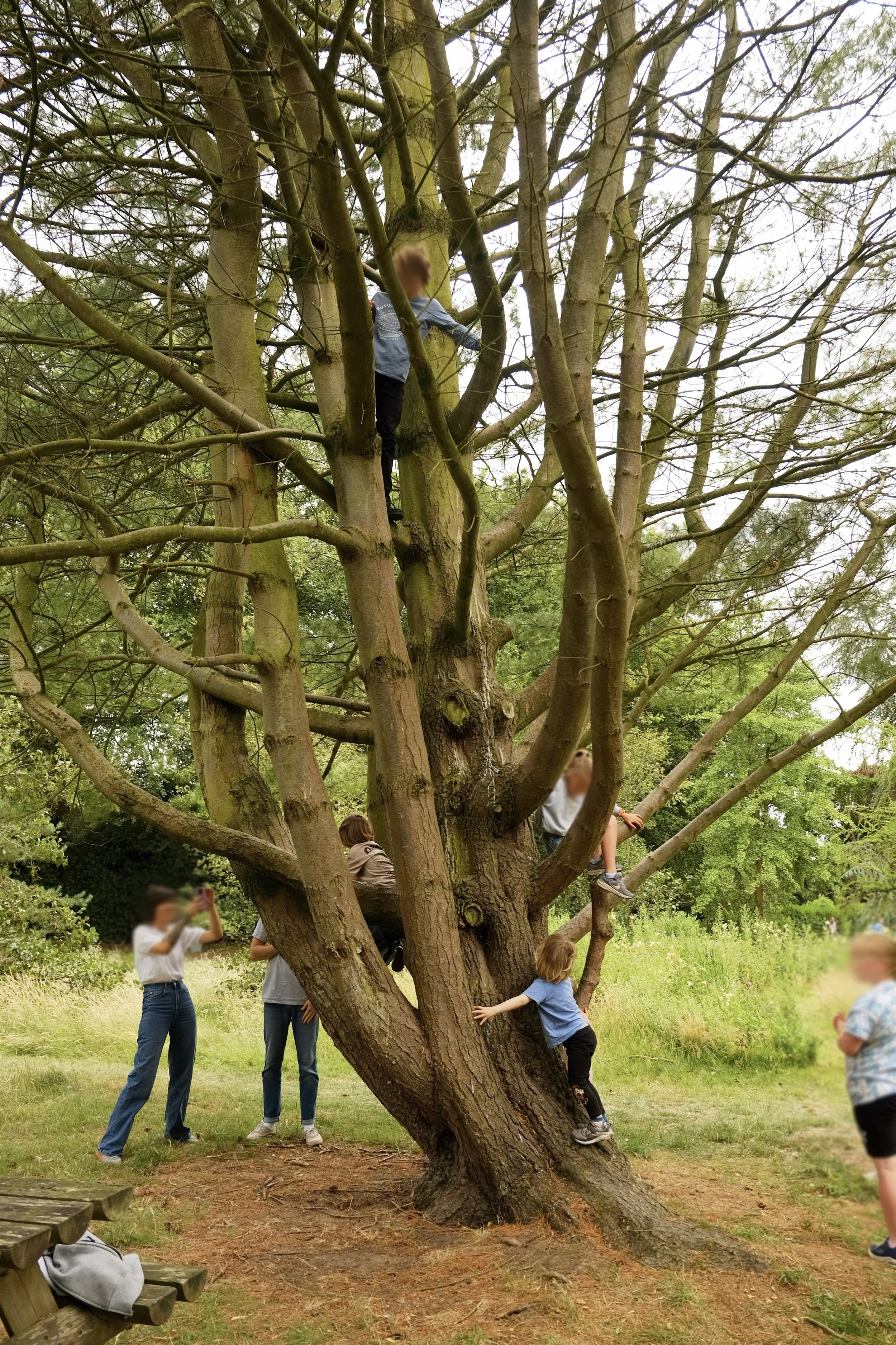 The peace pine with it's many upward reaching branches, with many children climbing it with ease