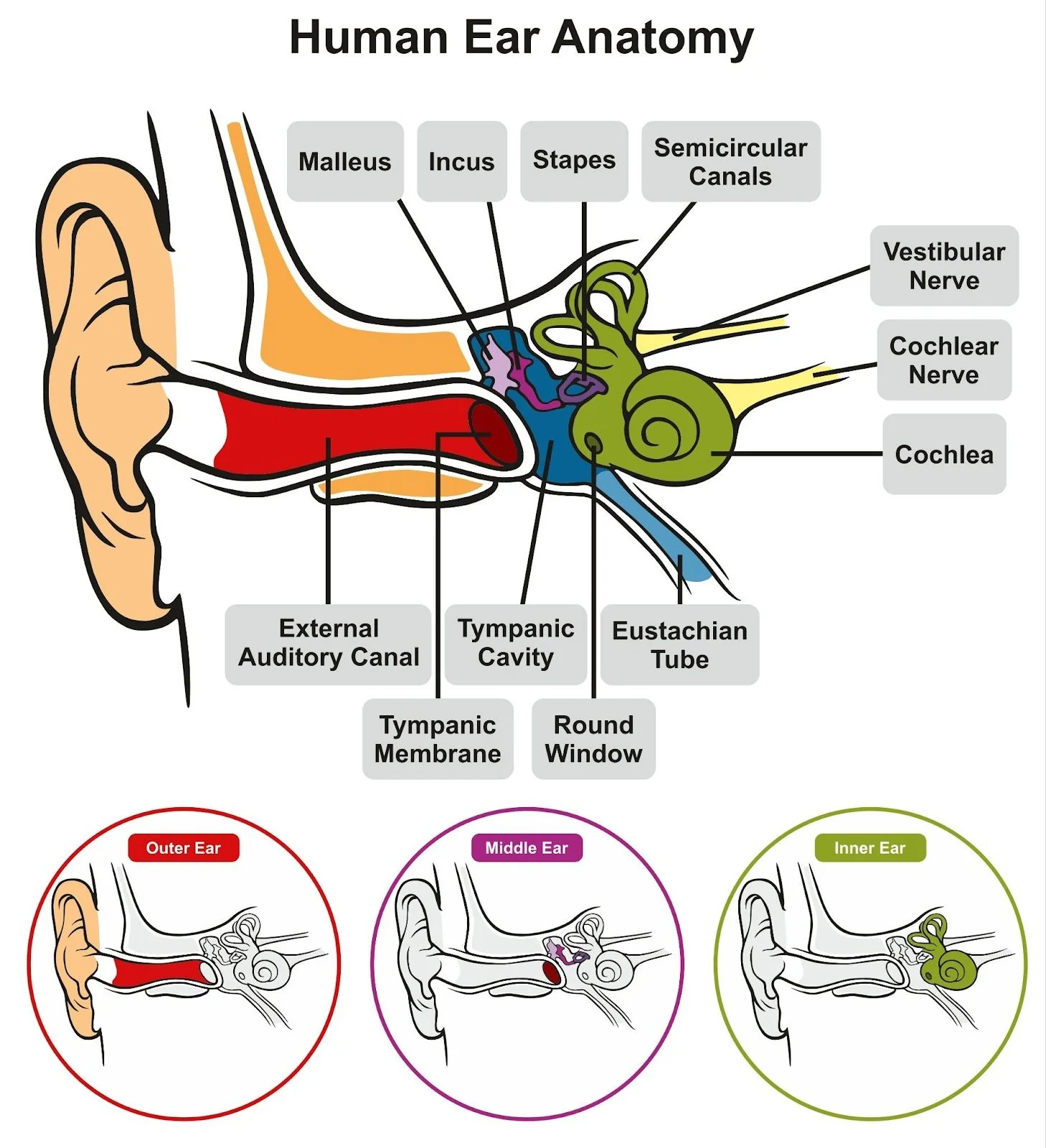 Vertigo Deep Dive: BPPV — Headstrong Physical Therapy
