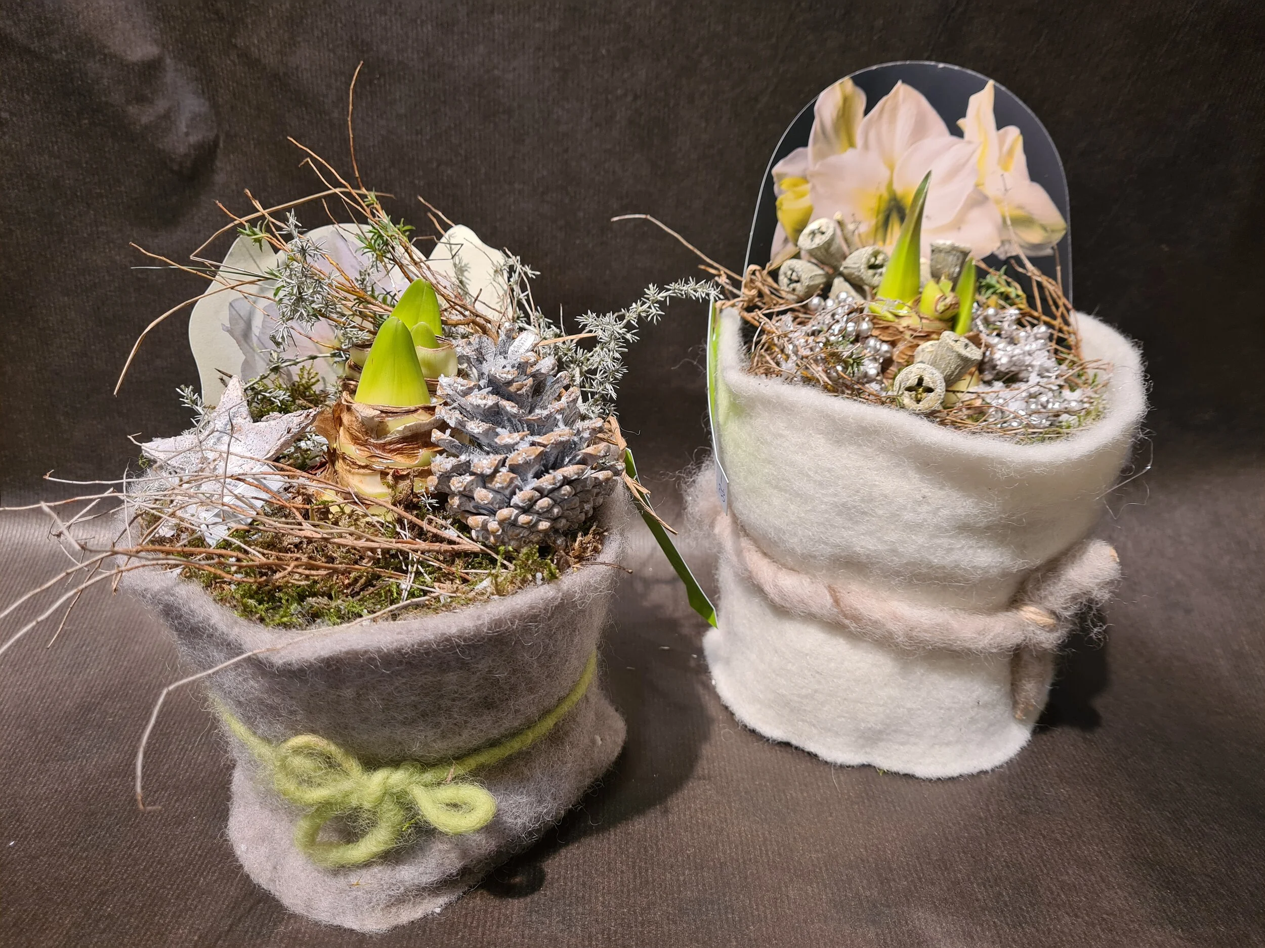 Amaryllis Pflanze weiss, im Filz