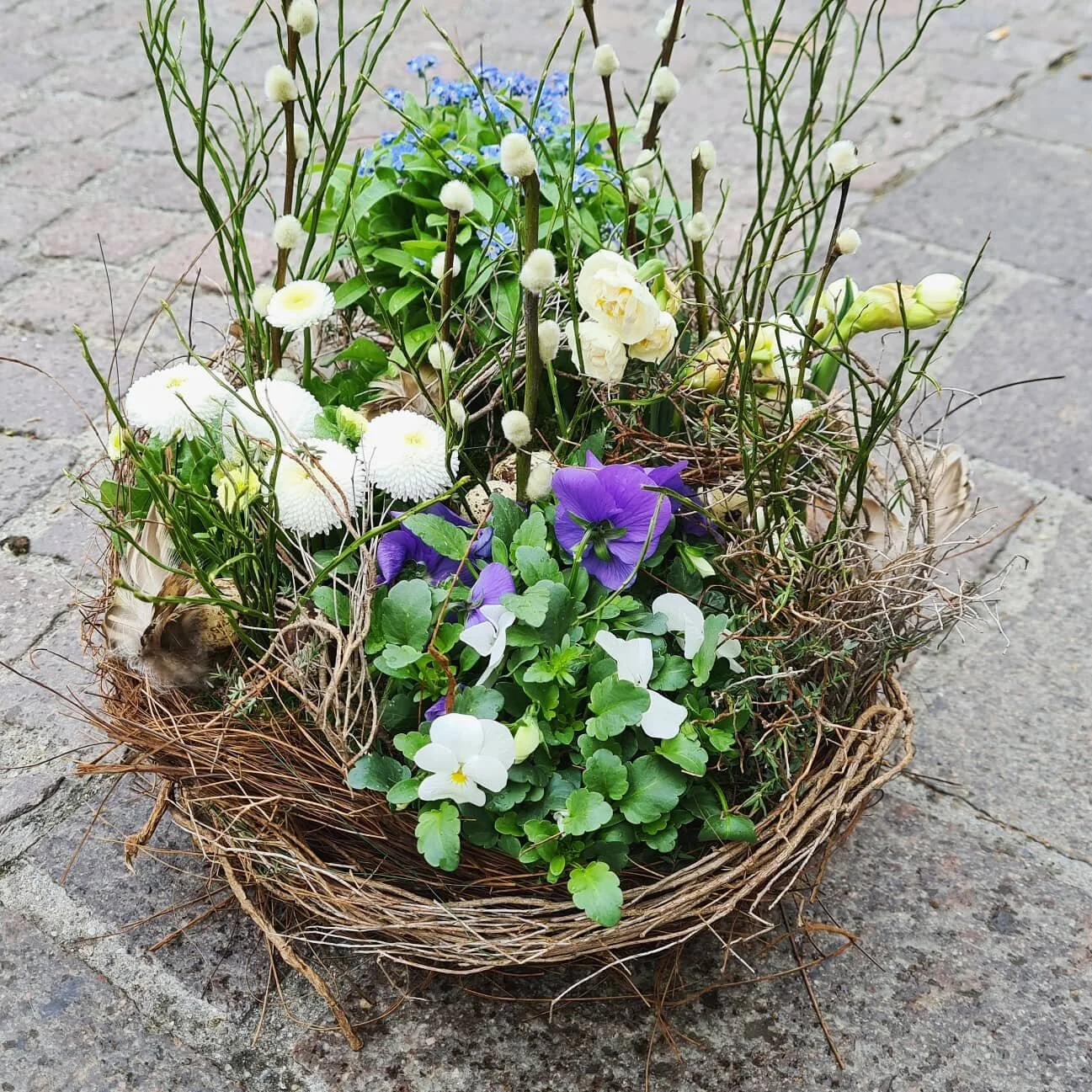 Nest mit Frühlingsblüher in weiss/blau