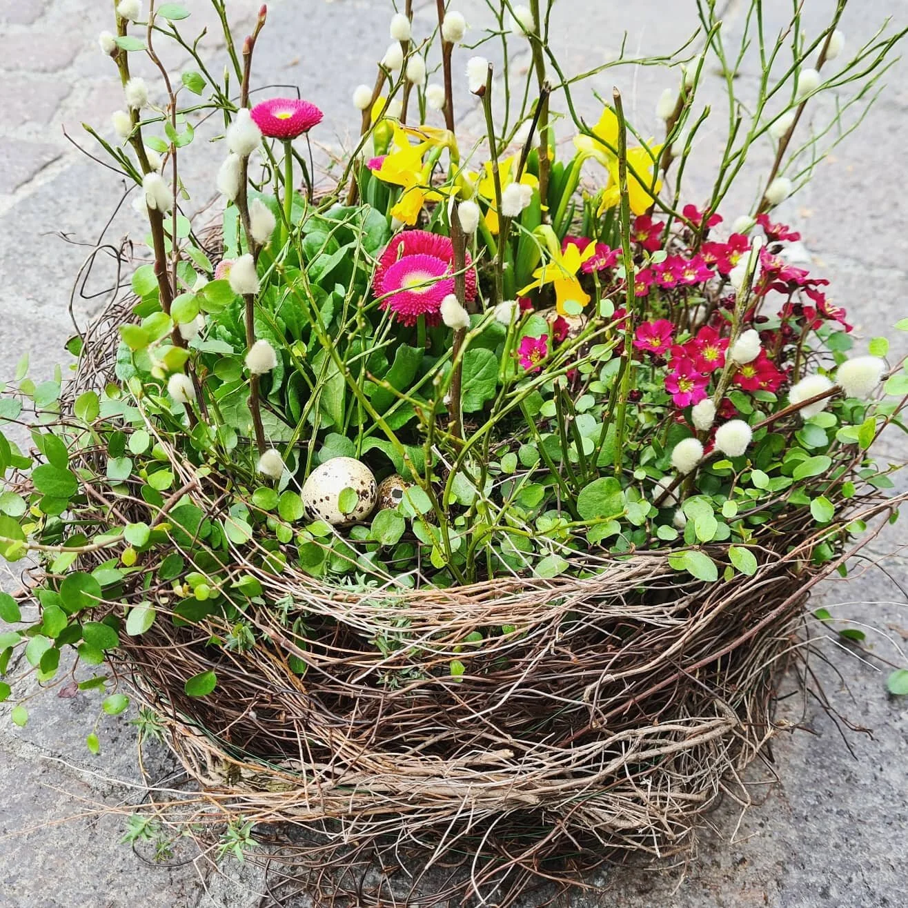 Nest mit bunten Frühlingsblüher