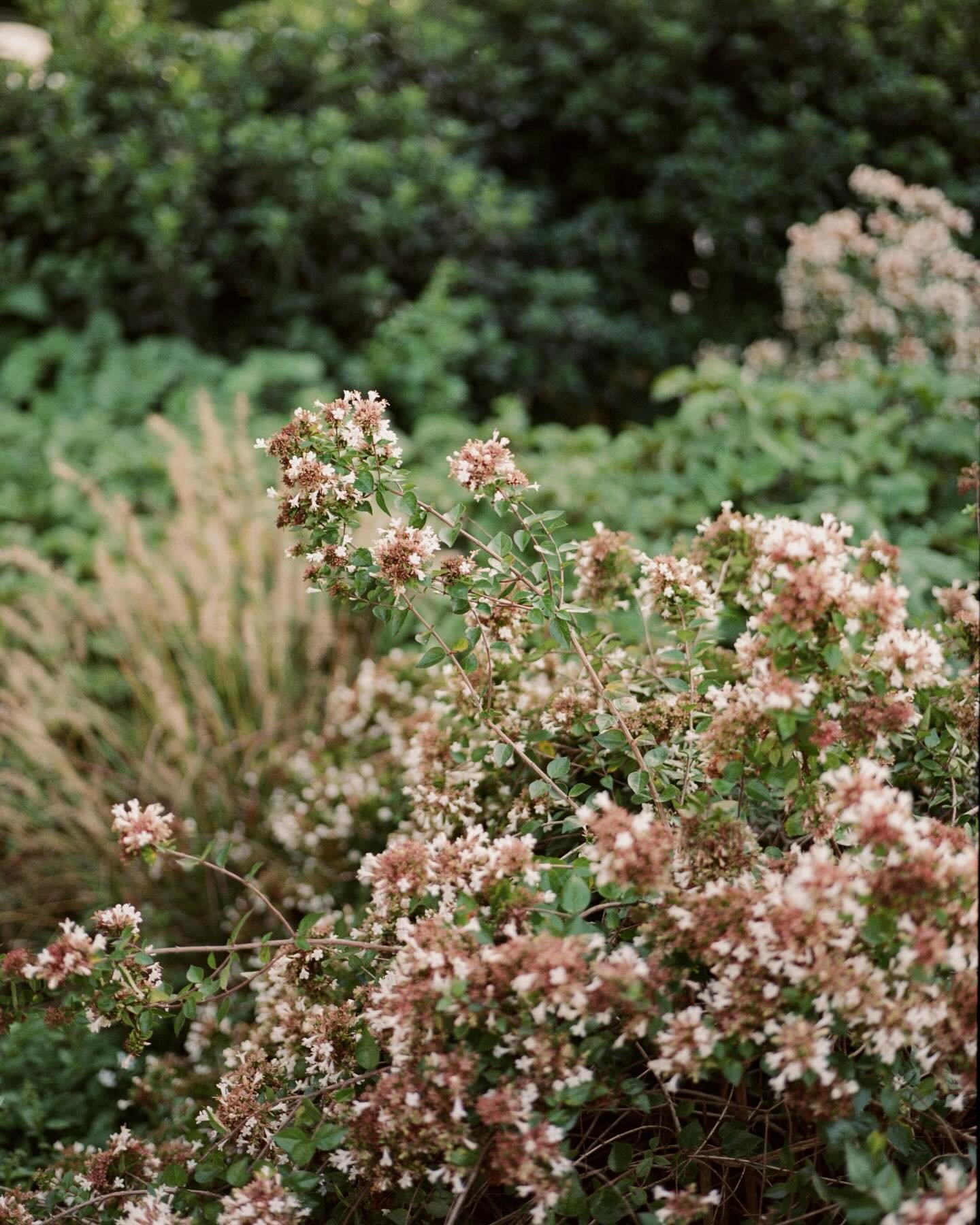I met Ella in college when she lived right next door to me, and even though I was only there for five months, somehow that brief little era circled all the way back around! Now, six years later, I get to capture her wedding. 

Life is so silly and sw